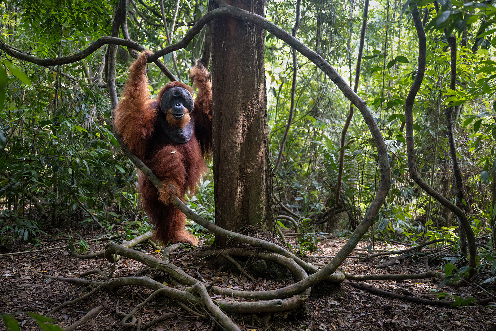 Adult male orangutan immersed in the jungle