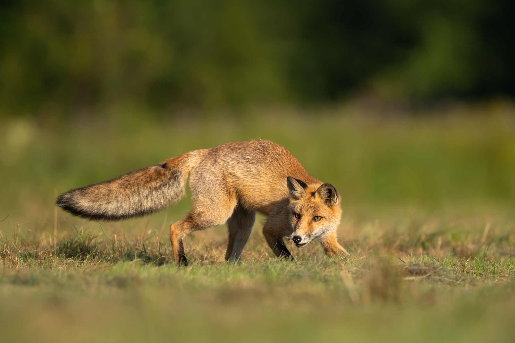 Hunting fox