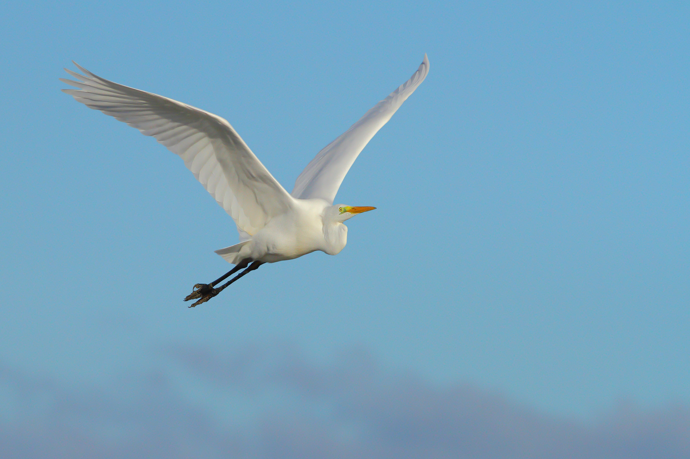 Airone bianco.