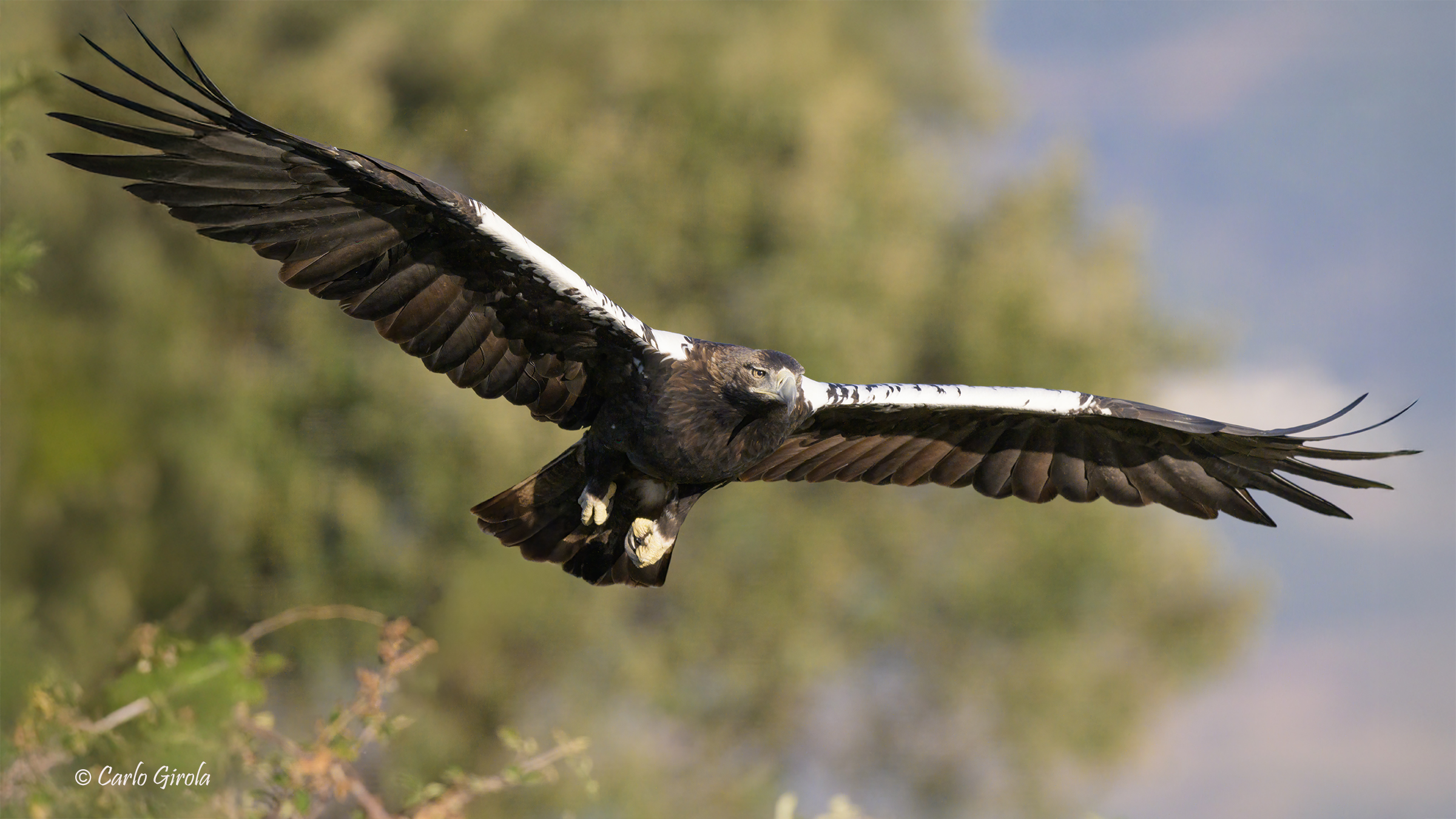 Aquila imperiale (Aquila adalberti)