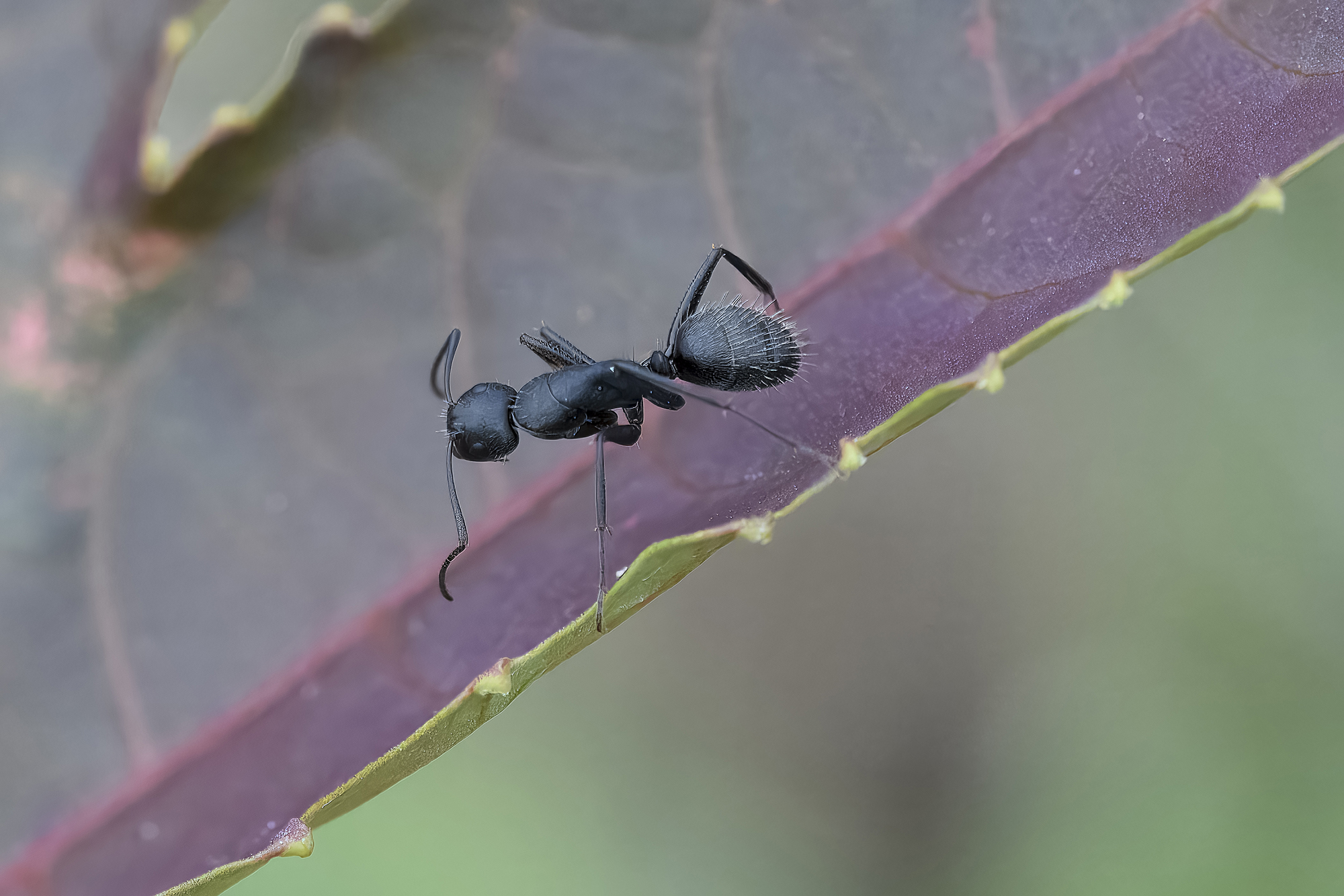 Camponotus vagus