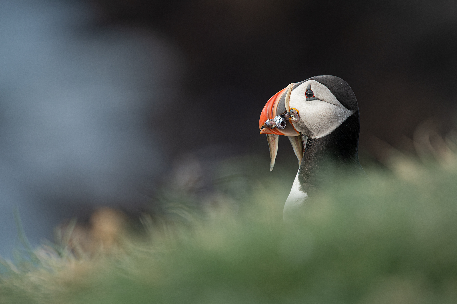 Puffin