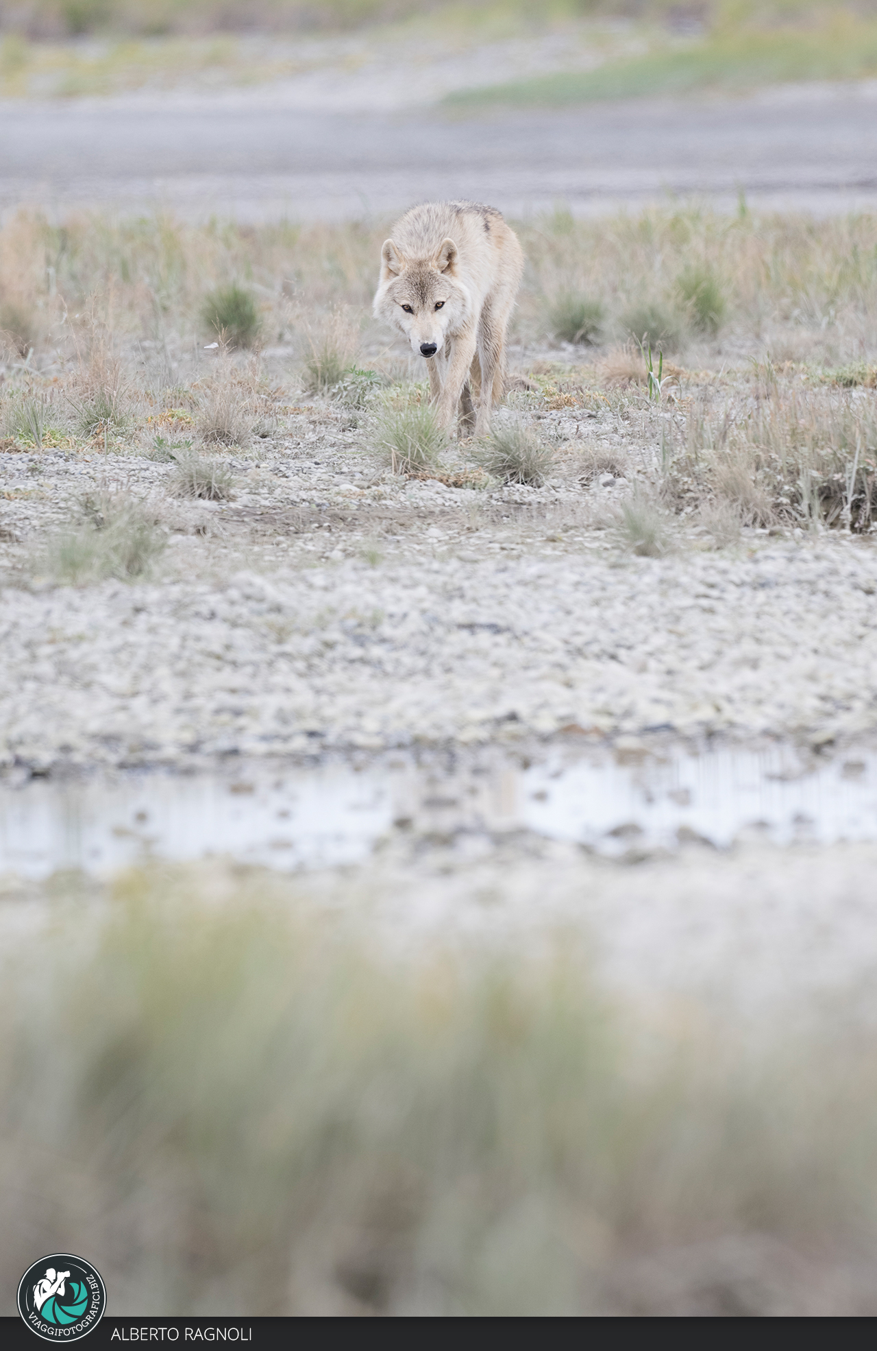 Wolf, Katmai