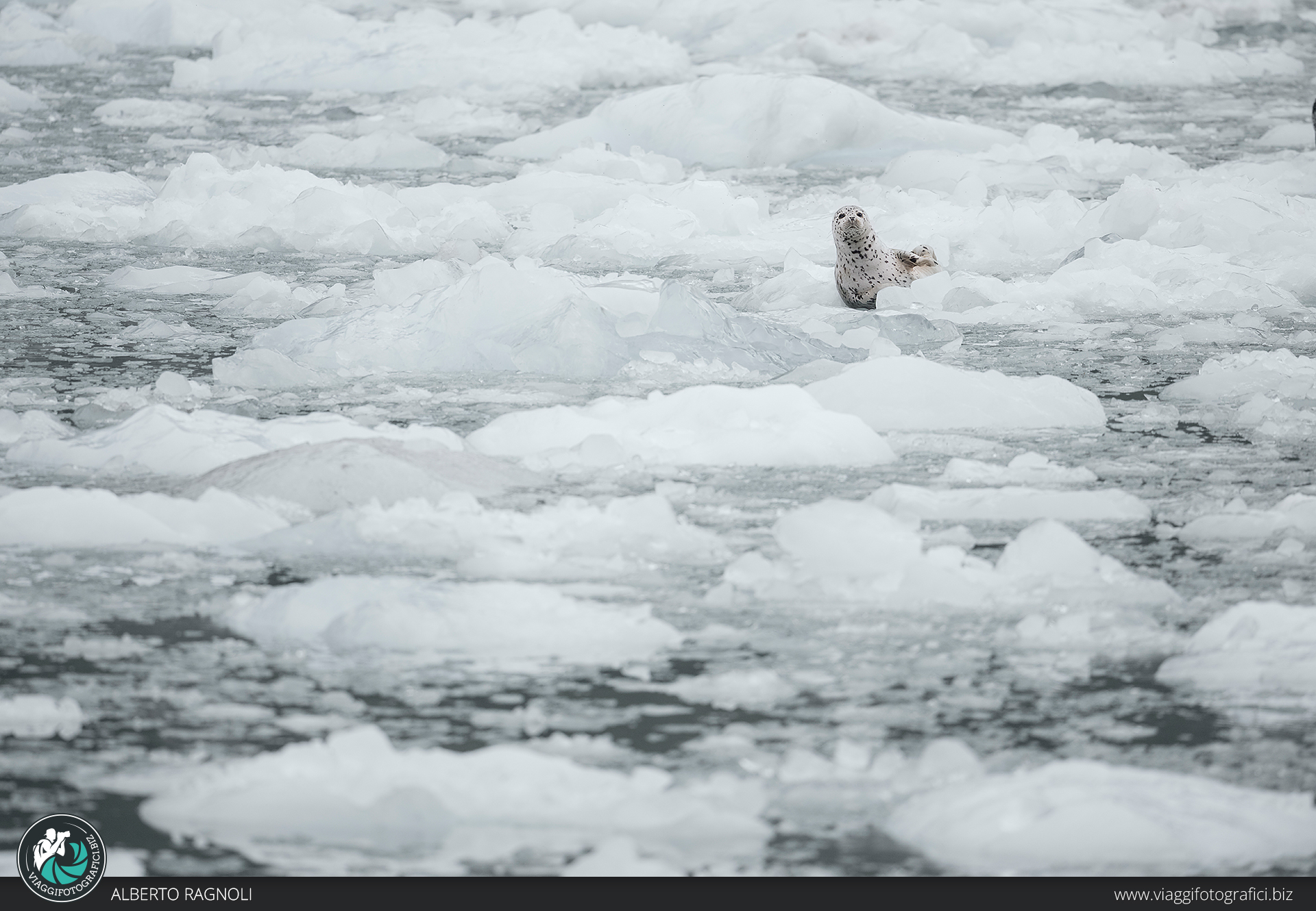 Seal on the iceberg
