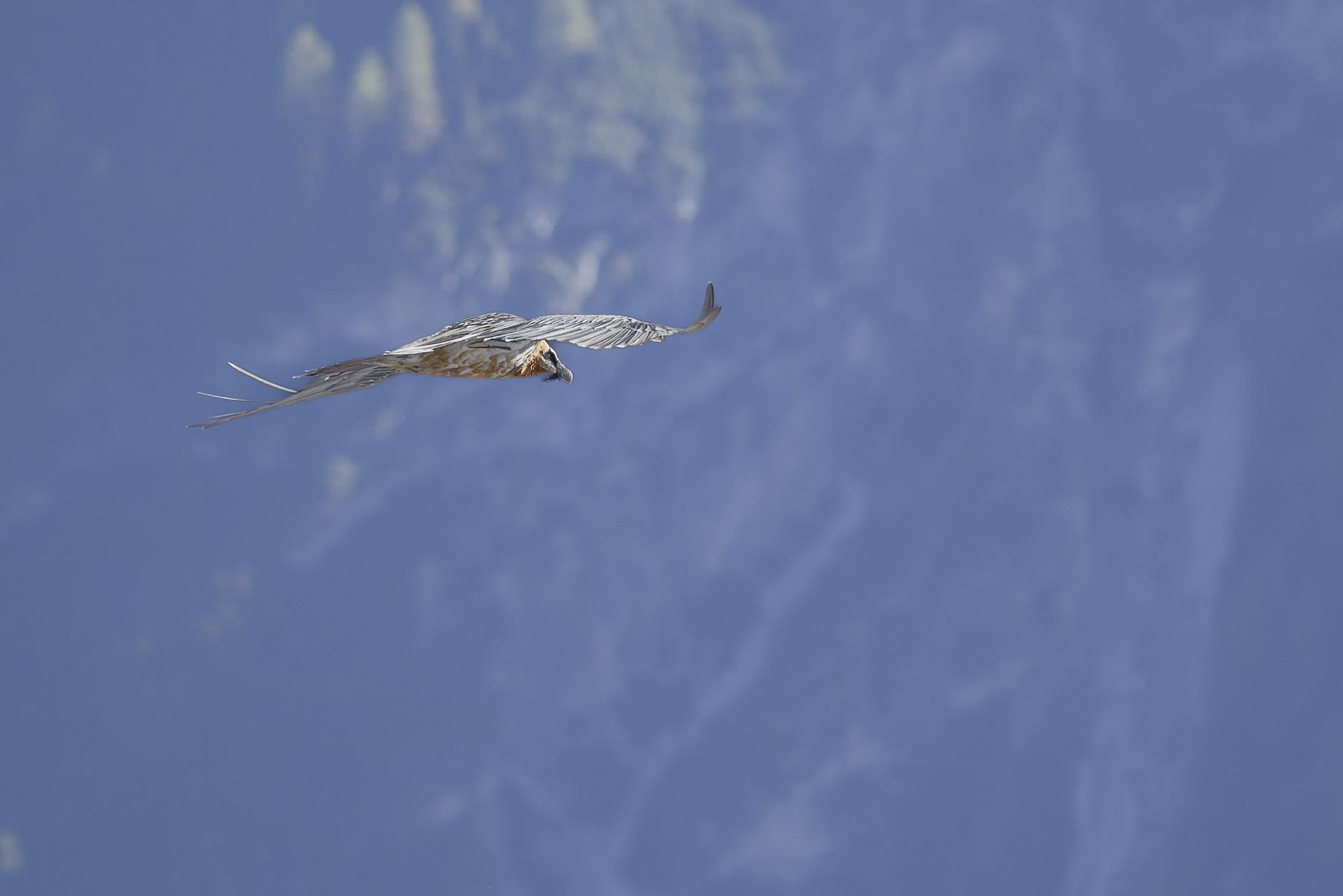 Adult bearded vulture