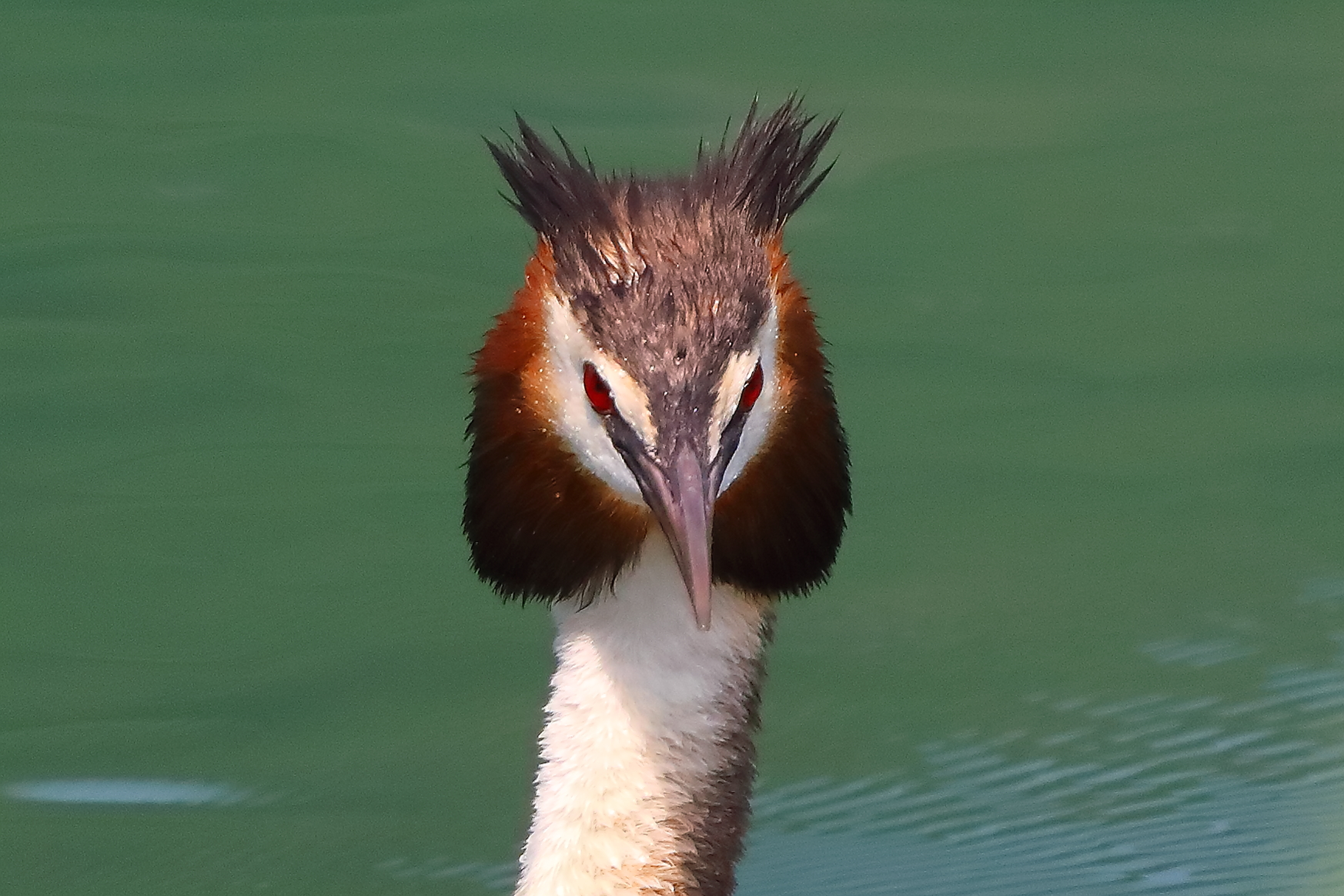 Svasso pp 08 giugno 2025 - 0016