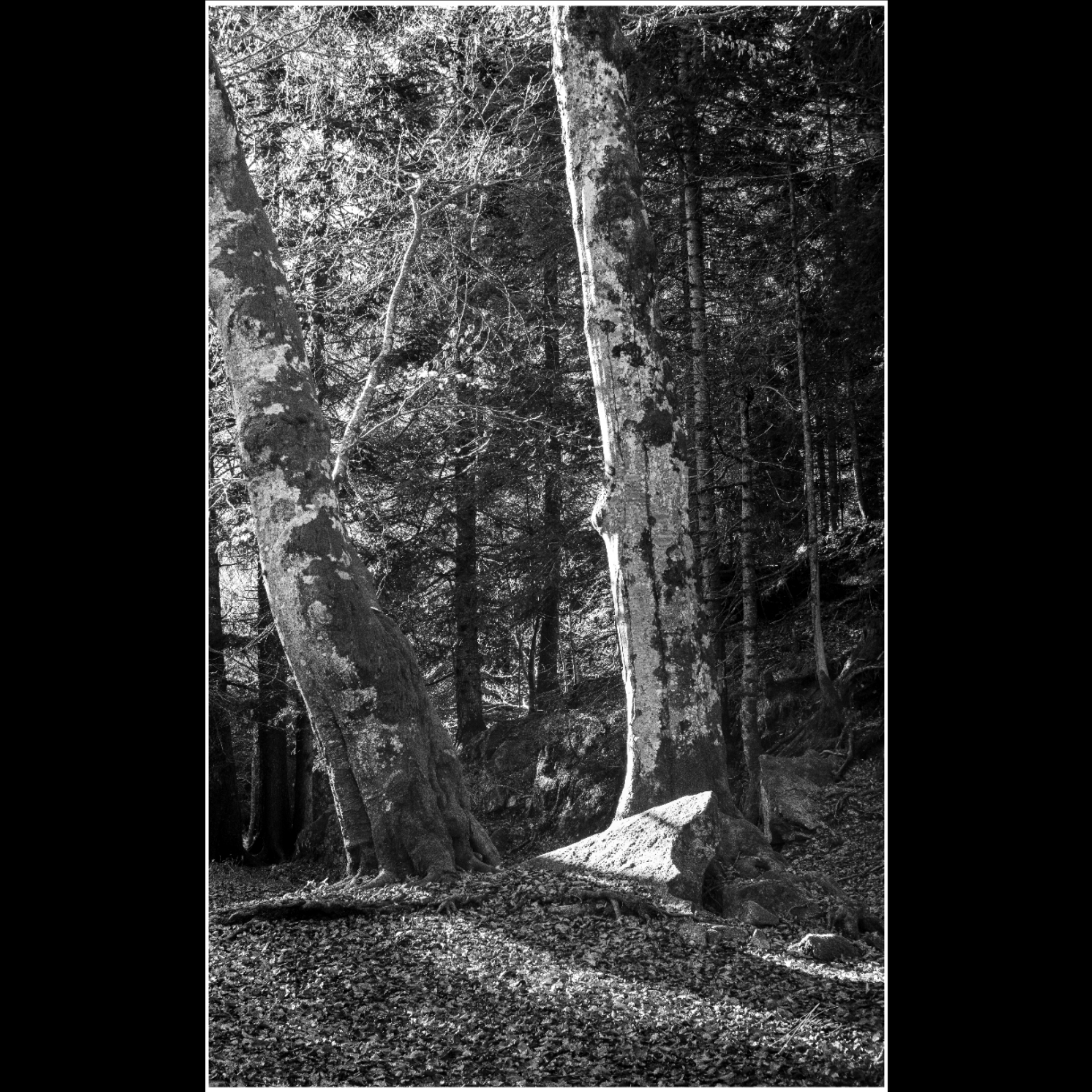 In the woods.