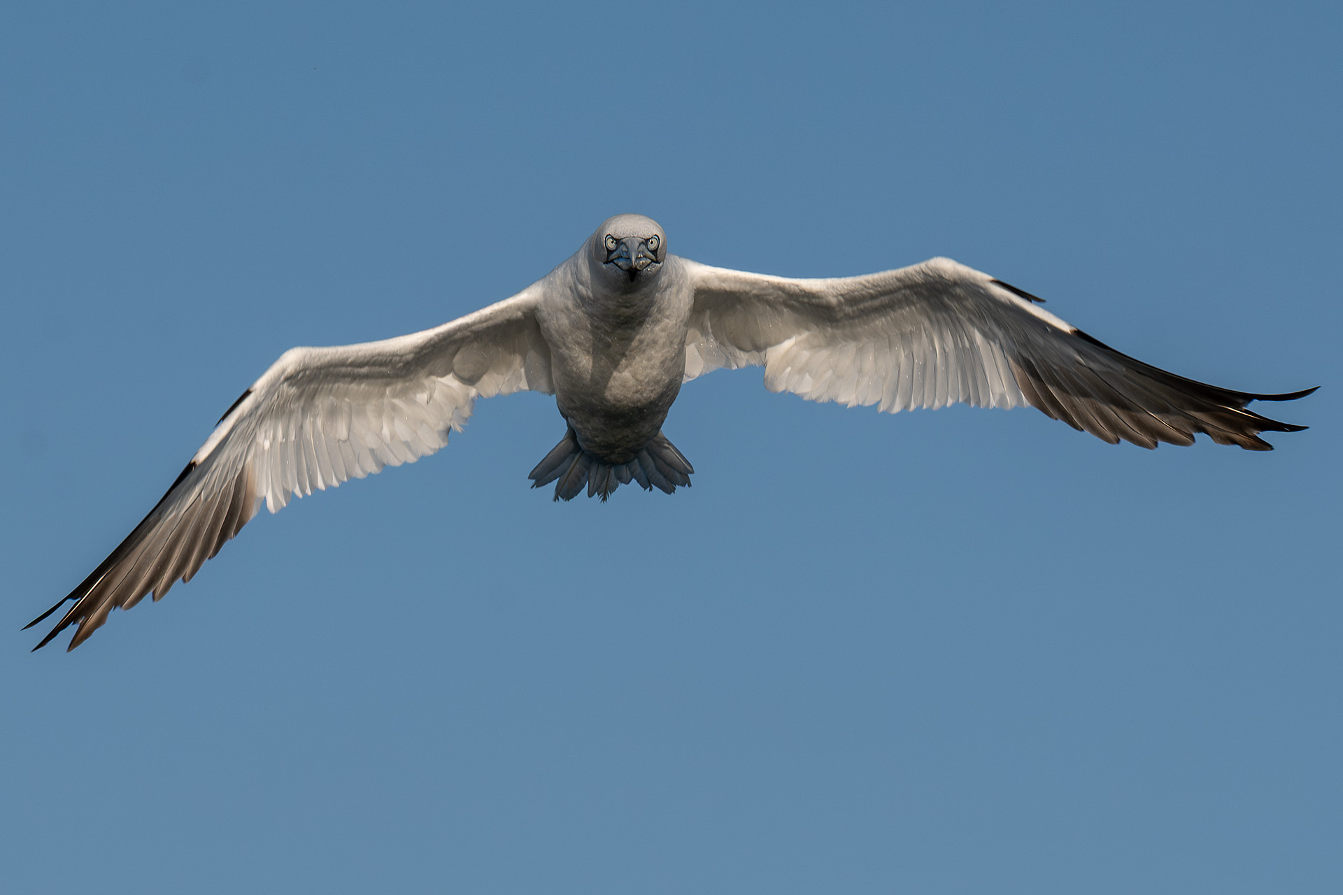 Approaching adult gannet