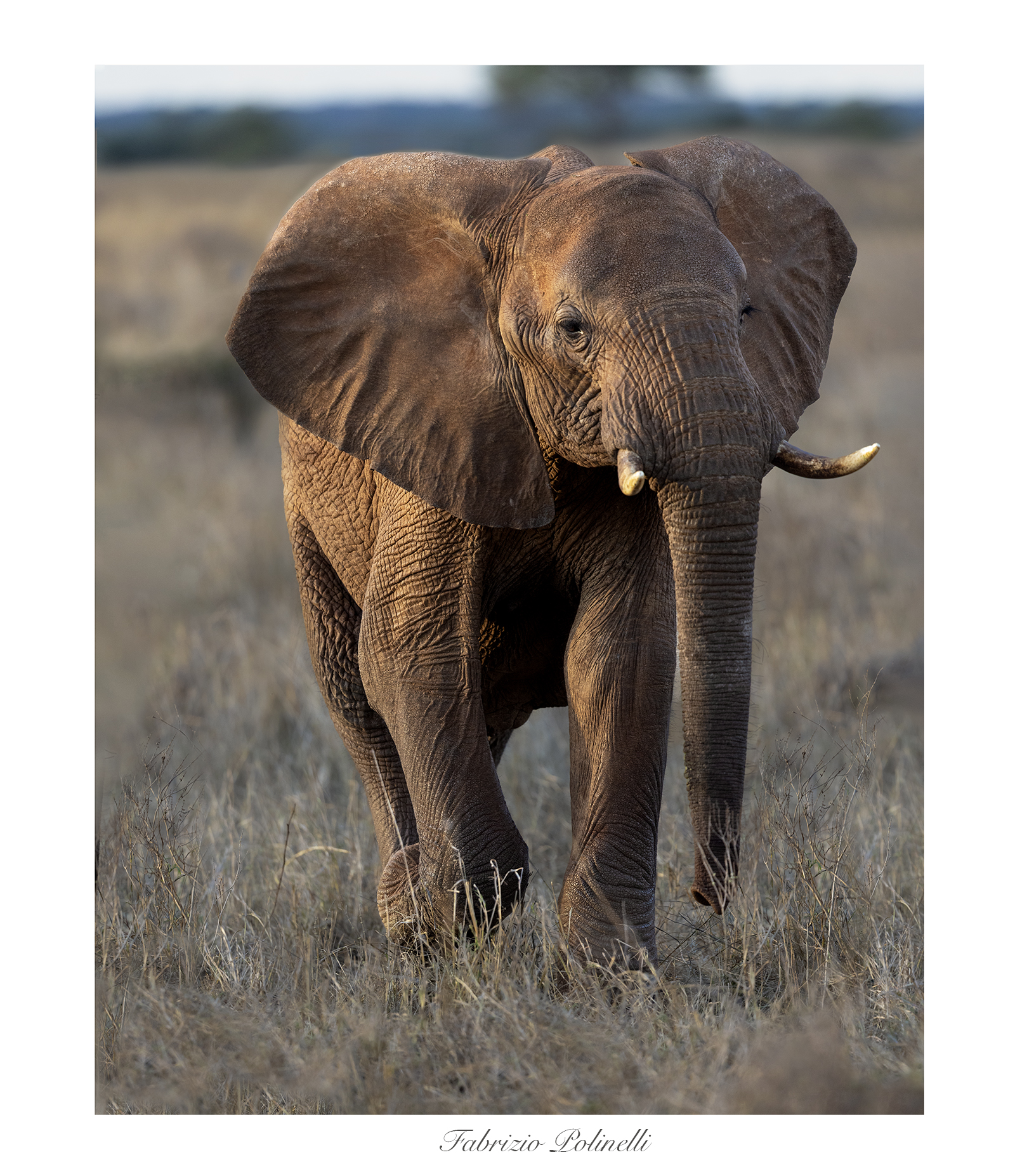 African elephant, Kenya