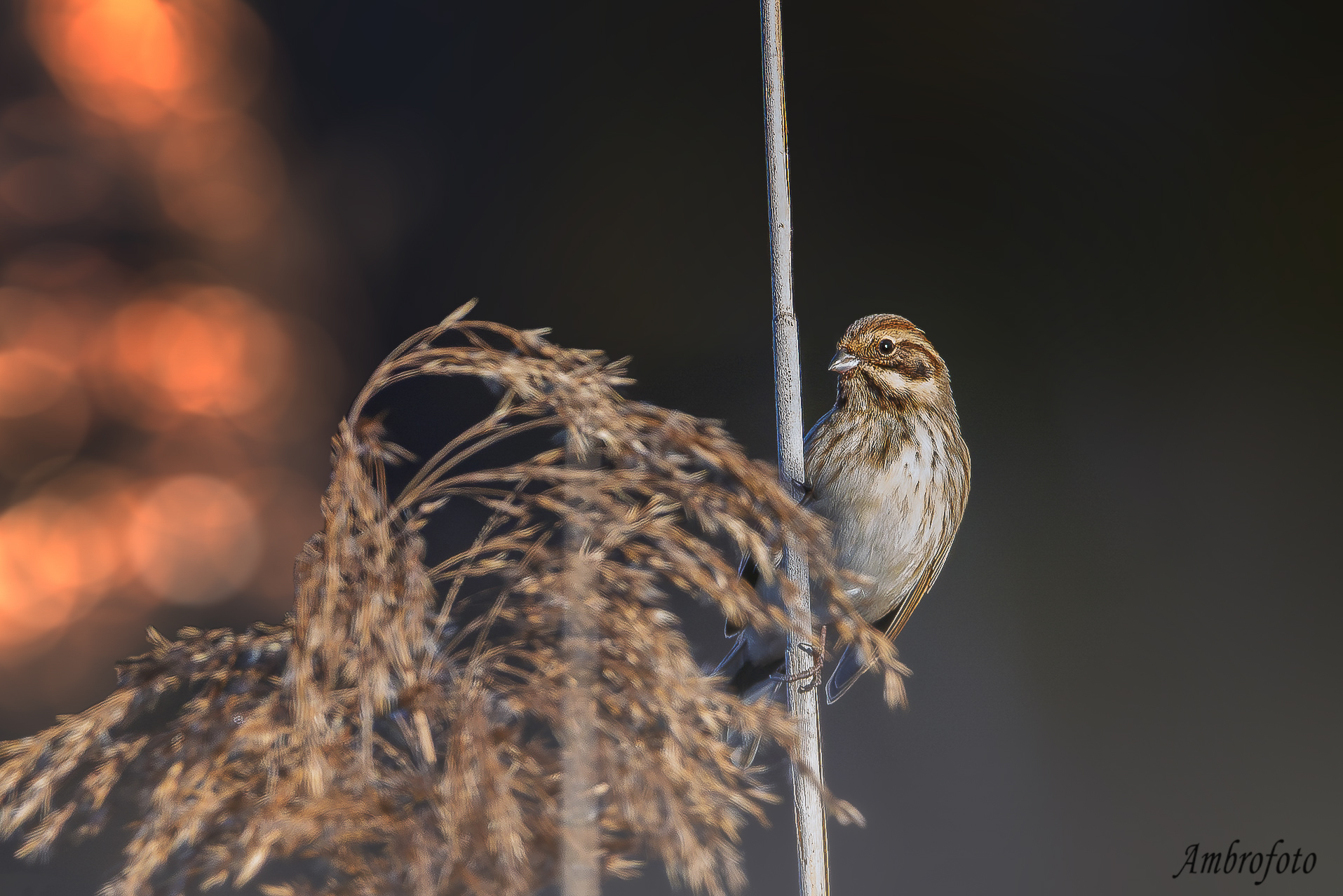 Migliarino di palude