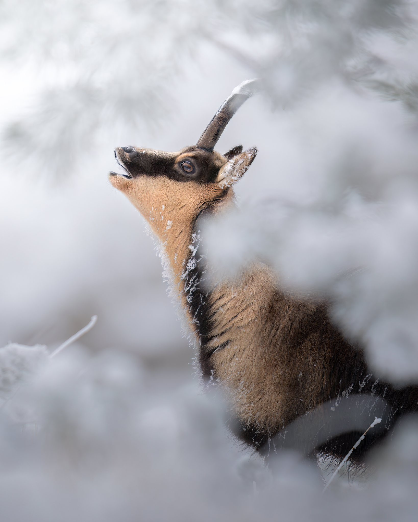 Il camoscio appenninico