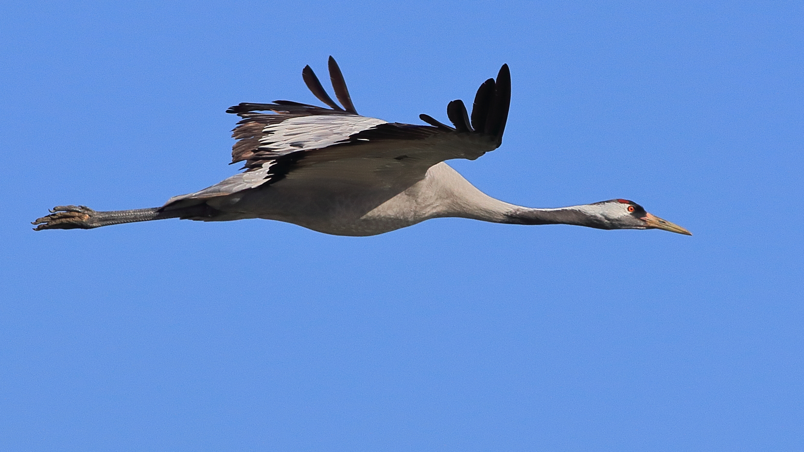 Grulla, Grus Grus