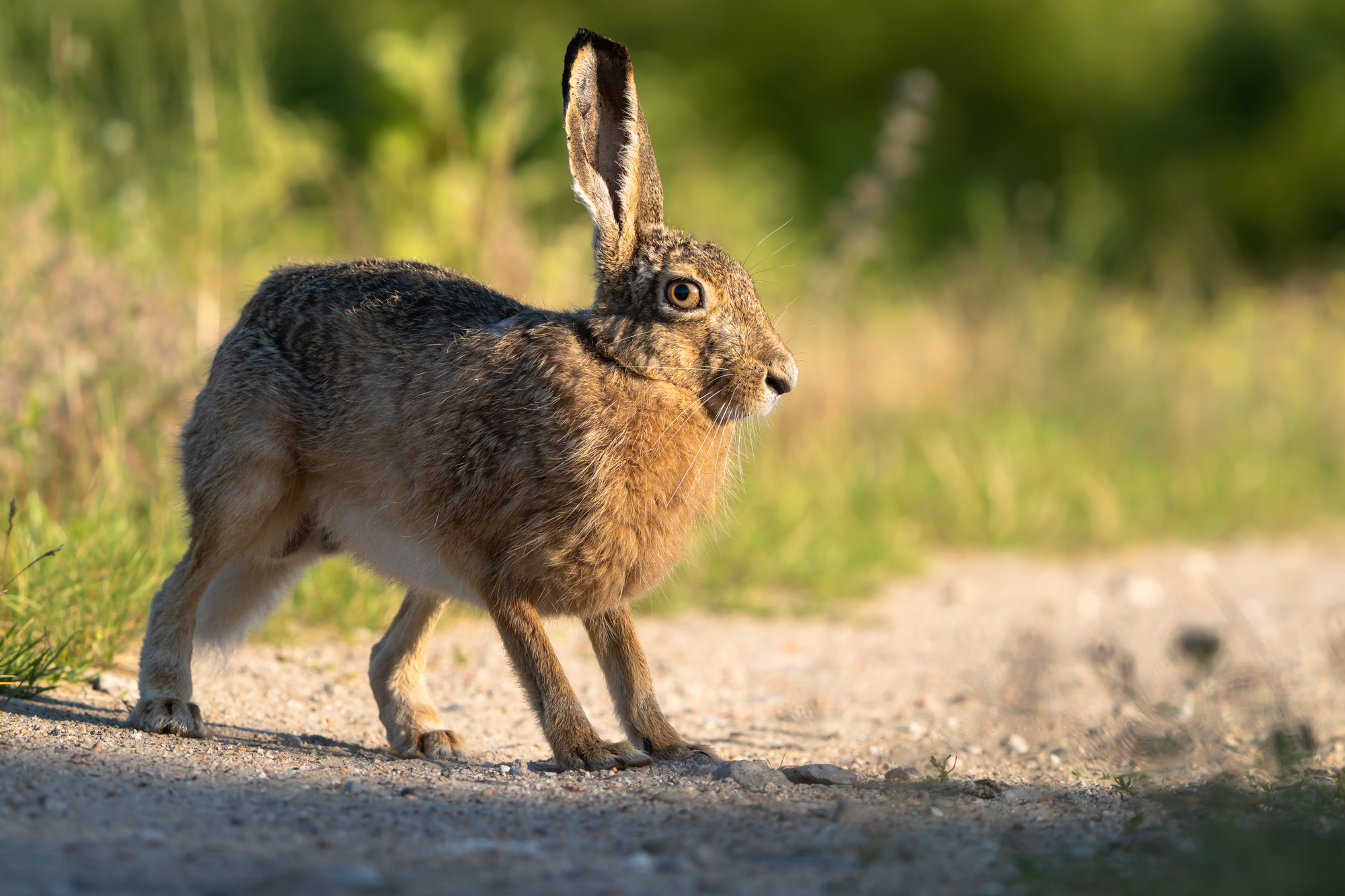 Curious hare