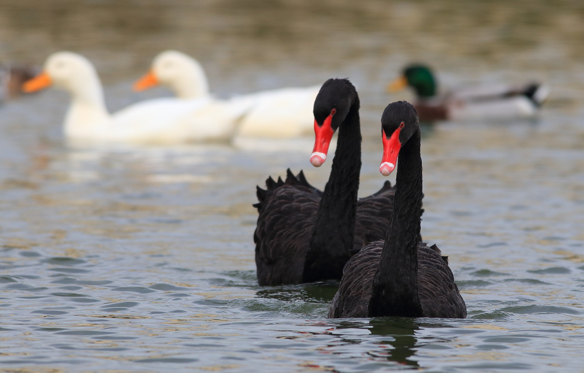 Cisne, Cygnus Atratus
