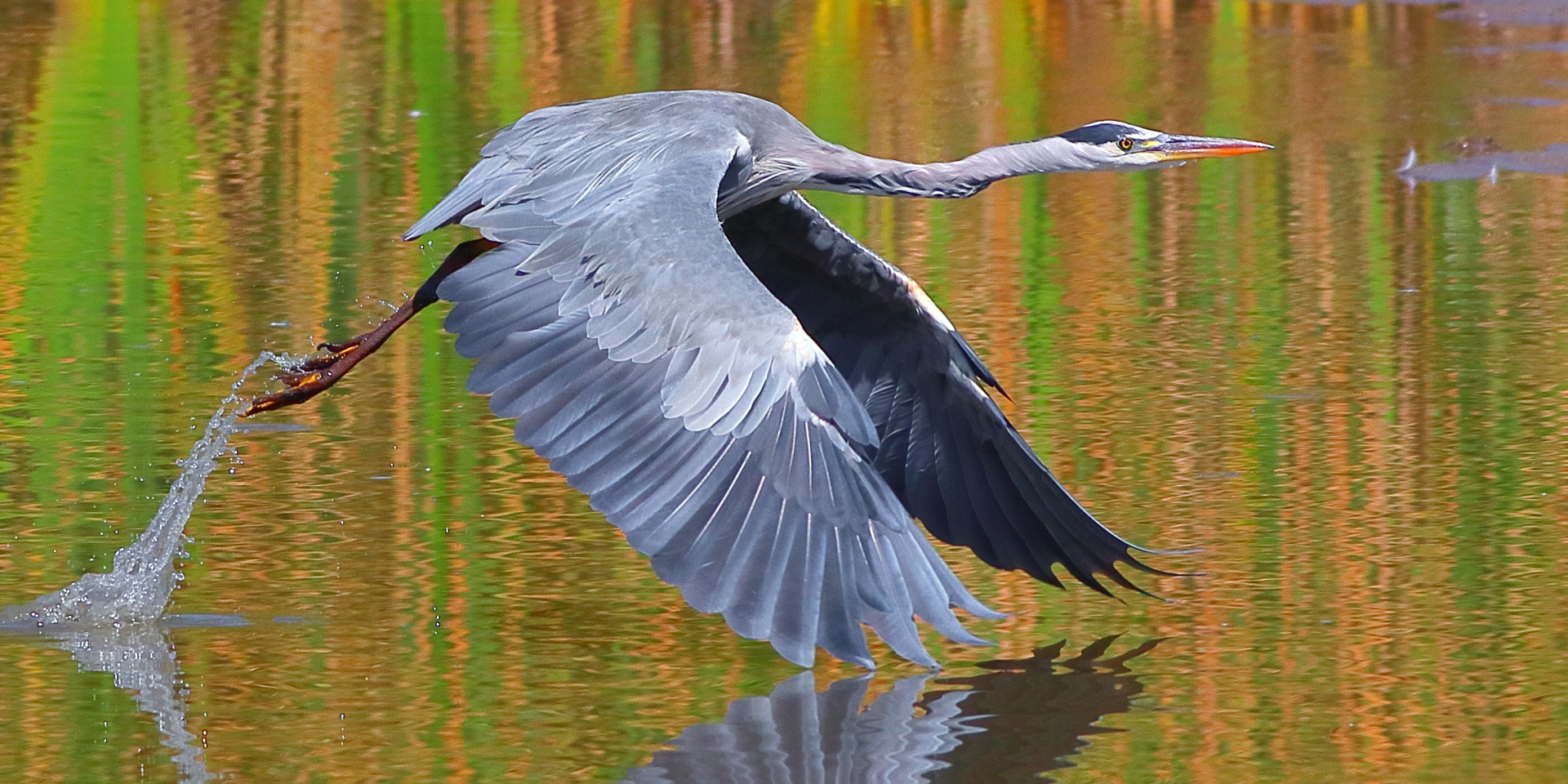 Garza Real, Ardea Cinerea