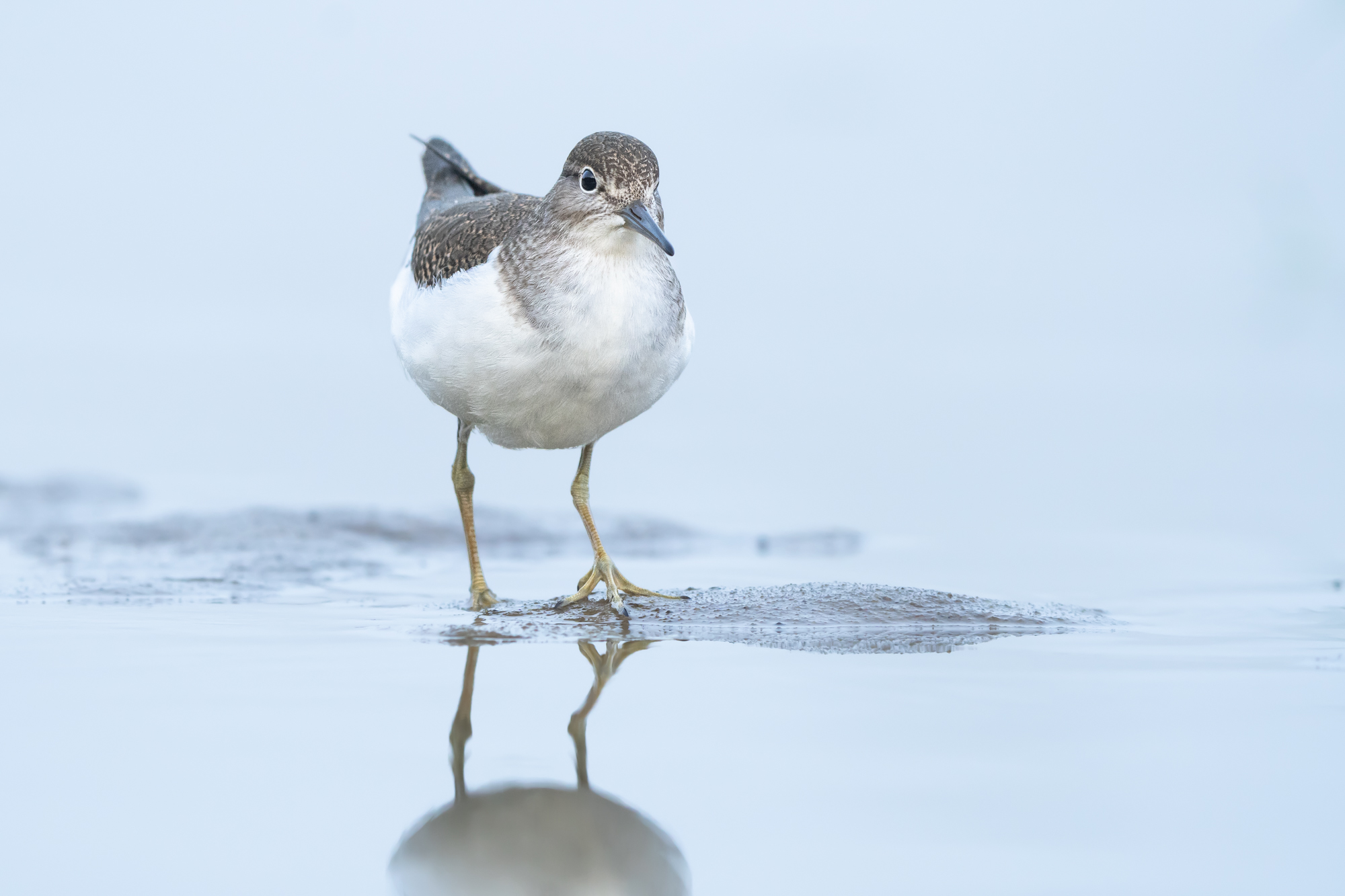 Common sandpiper