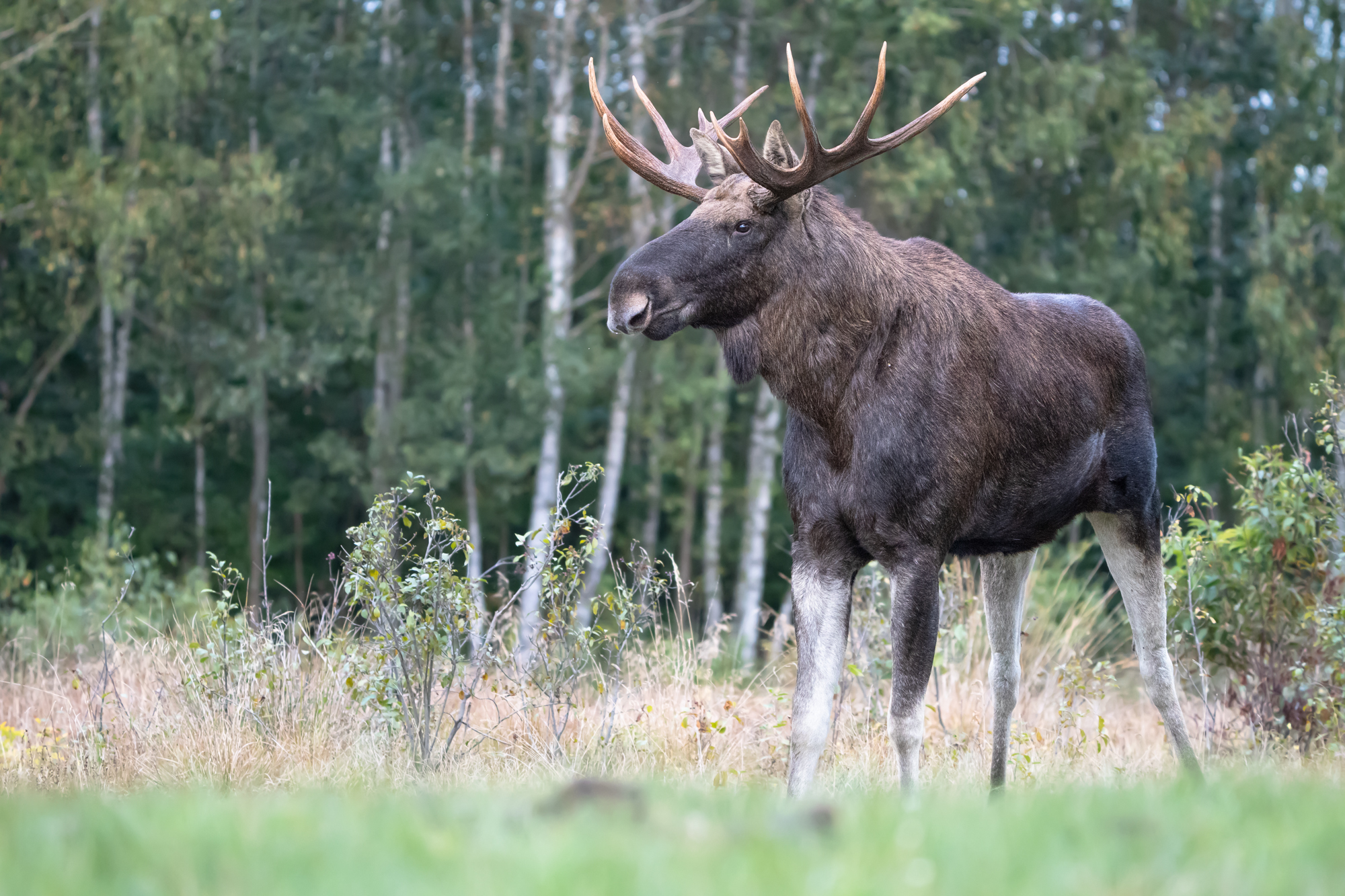Moose