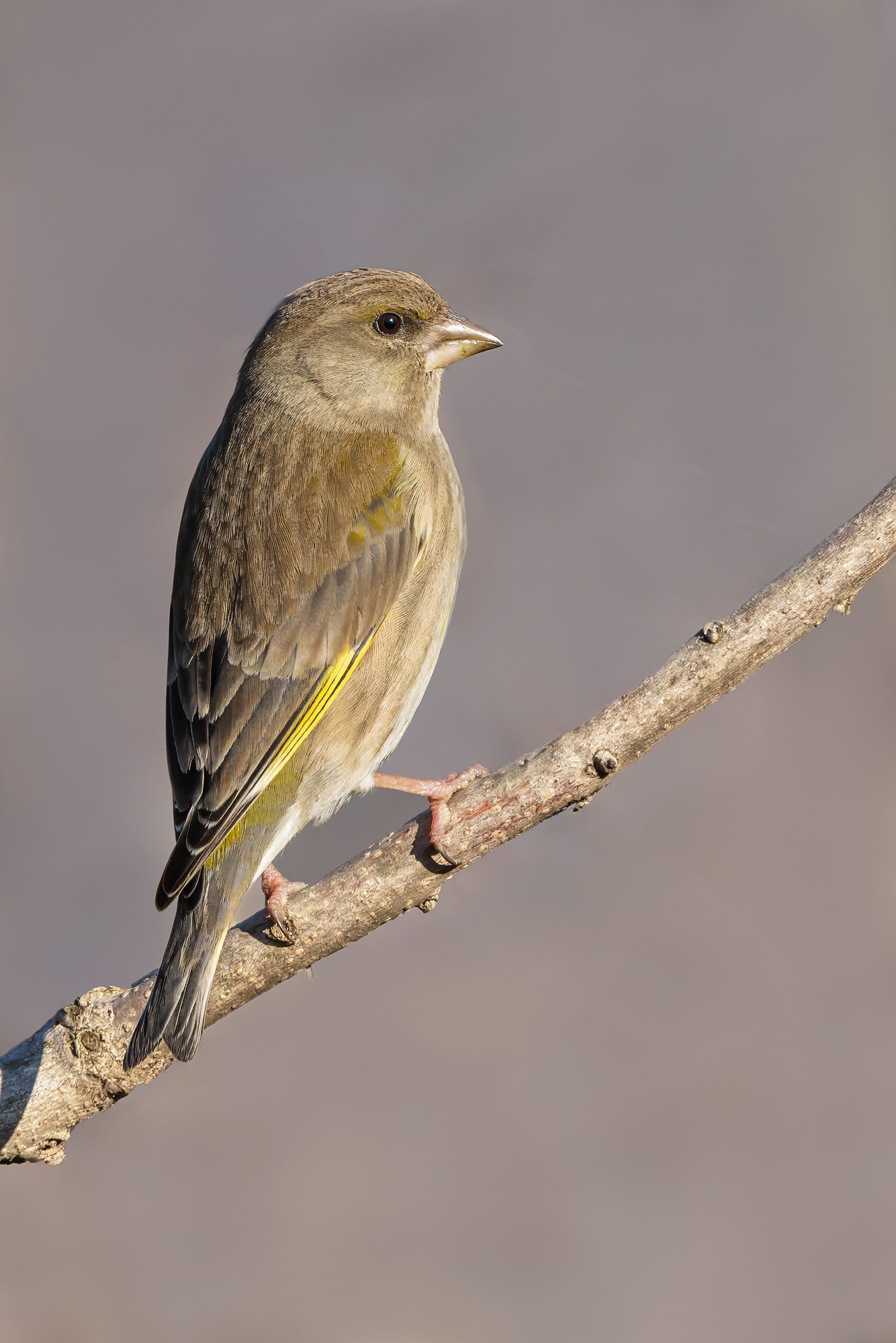 Greenfinch