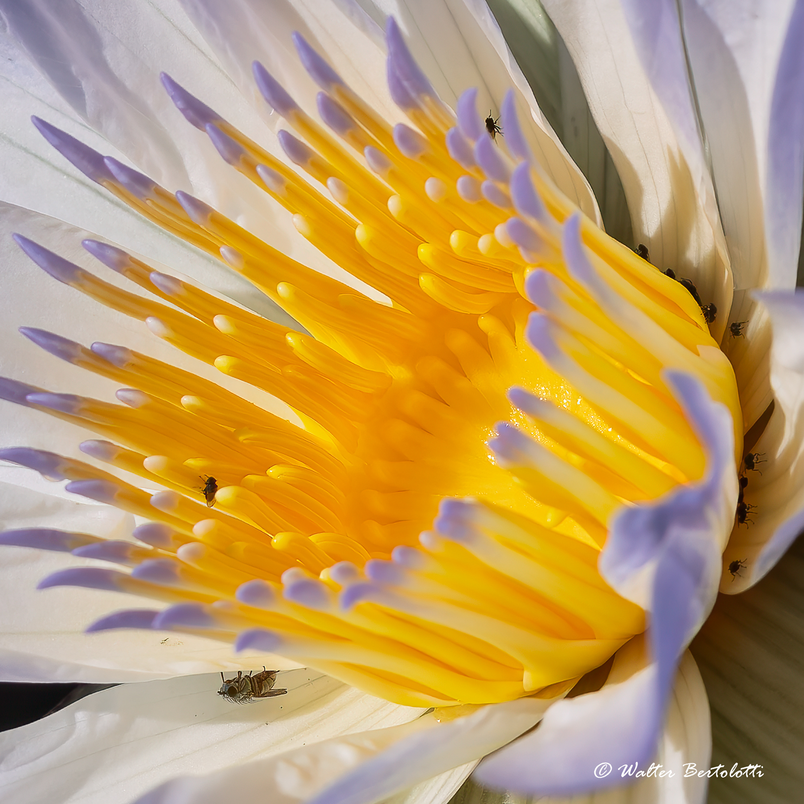 The world in a flower