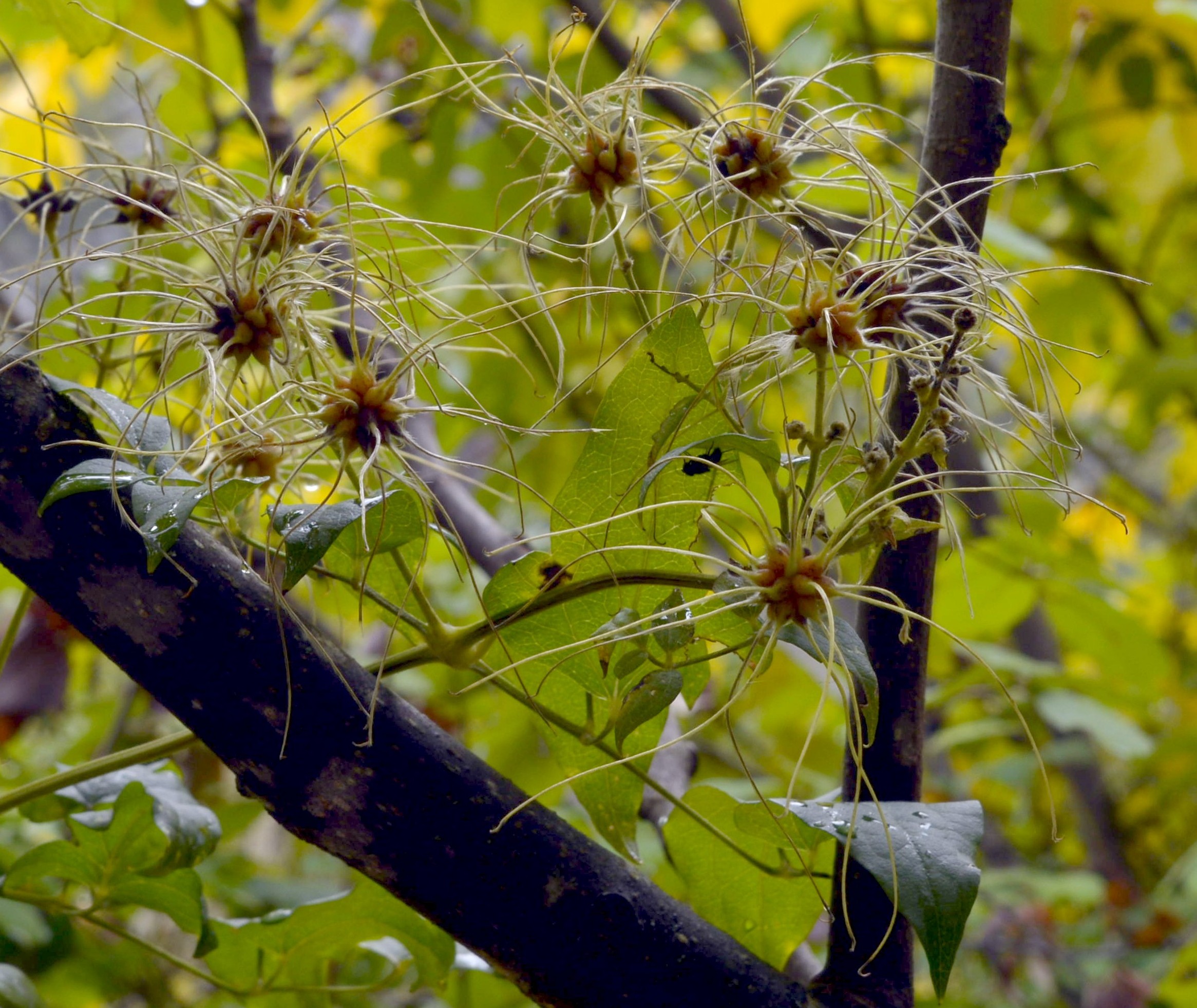 LEAF SPIDERS