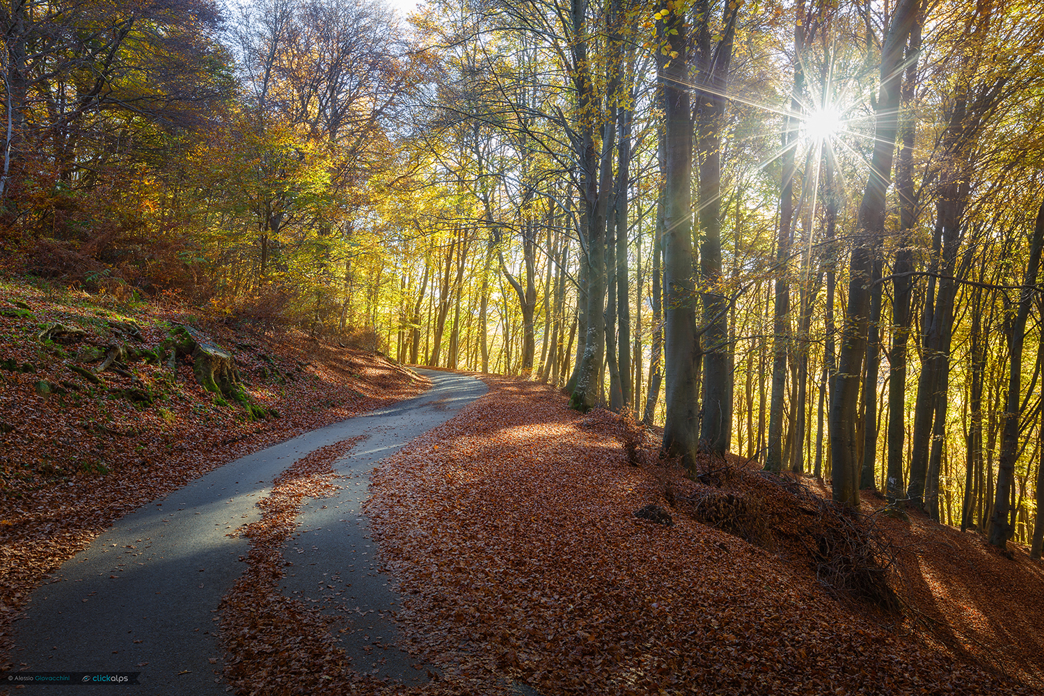 The road in autumn