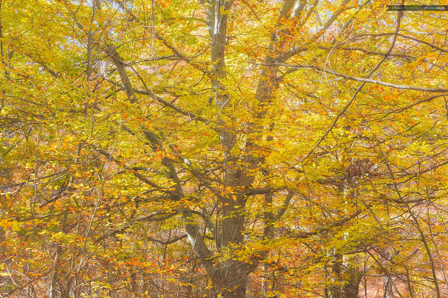 Trees