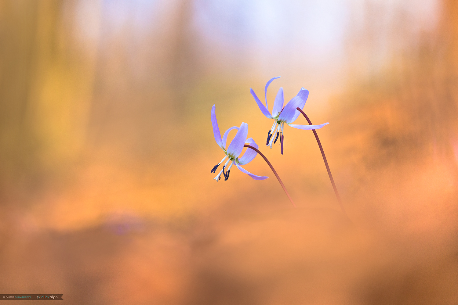 Erythronium dens-canis