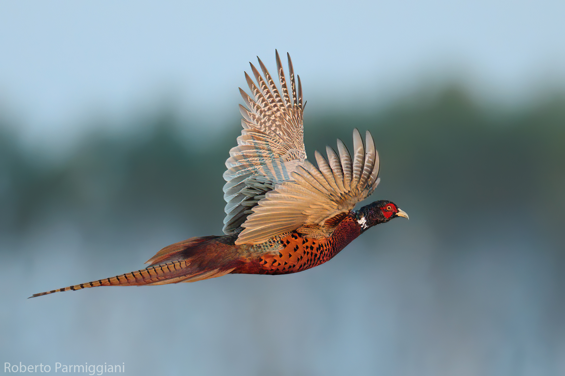 Pheasant on the fly