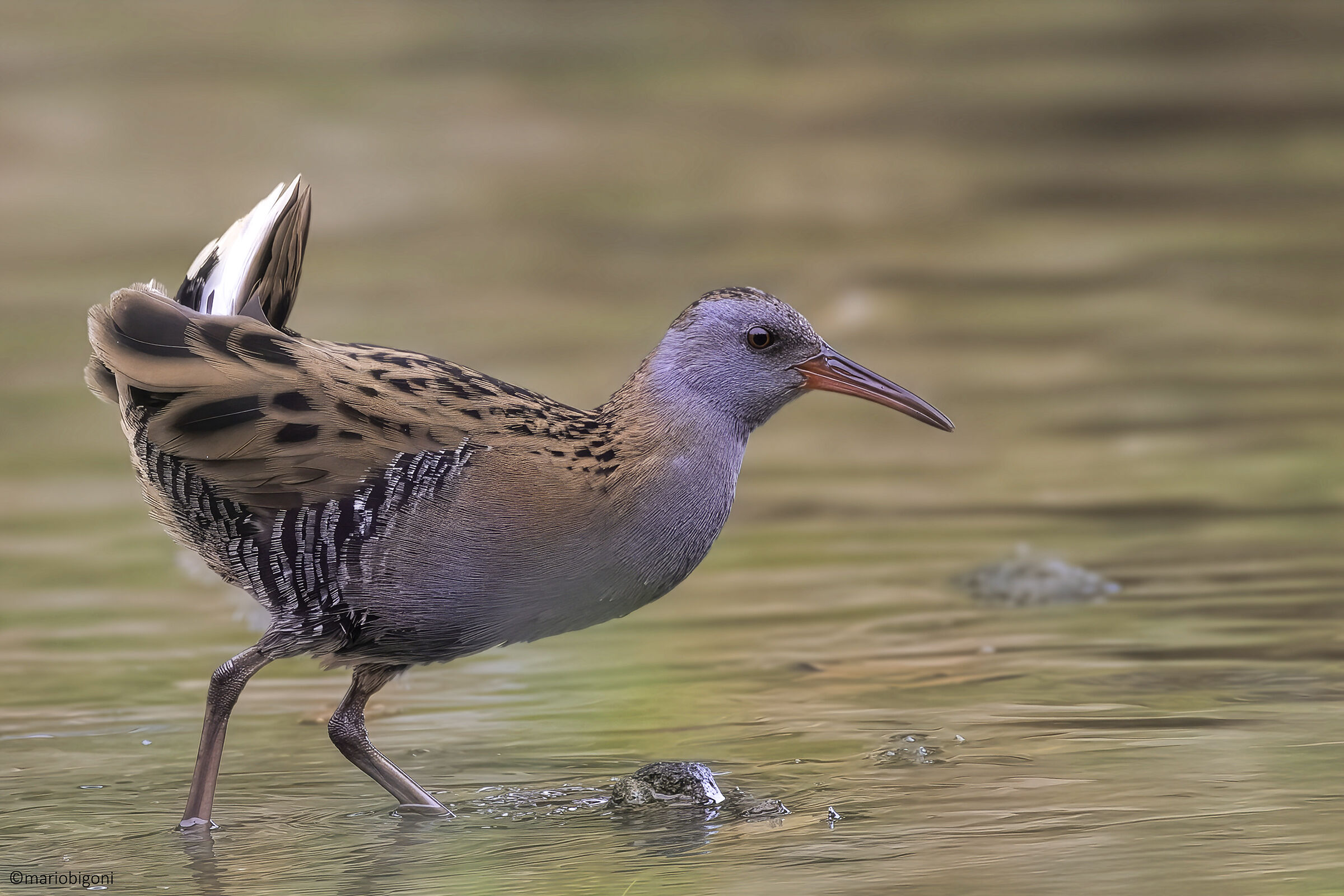 Water rail