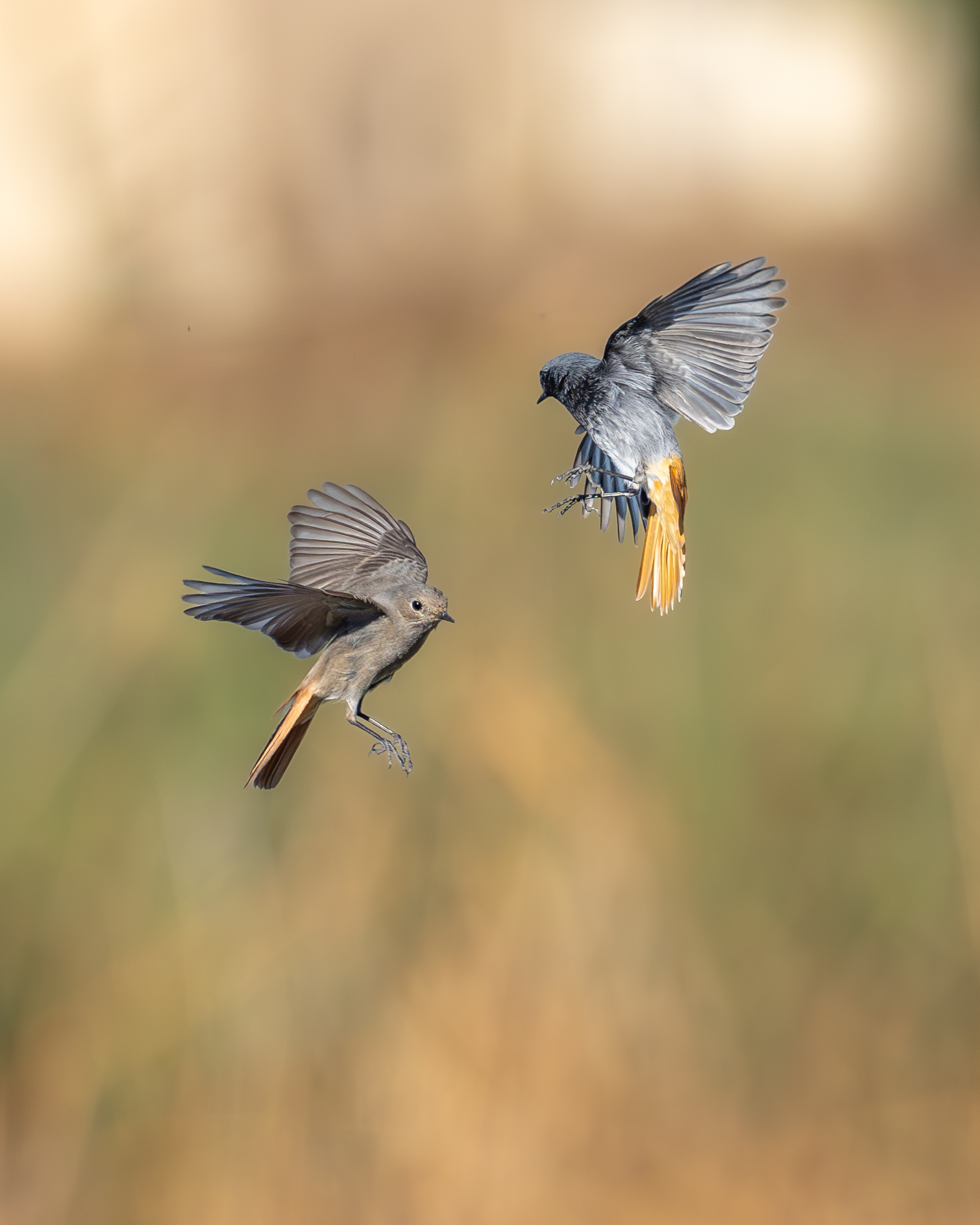 Dance of the Chimney Sweep Redstarts