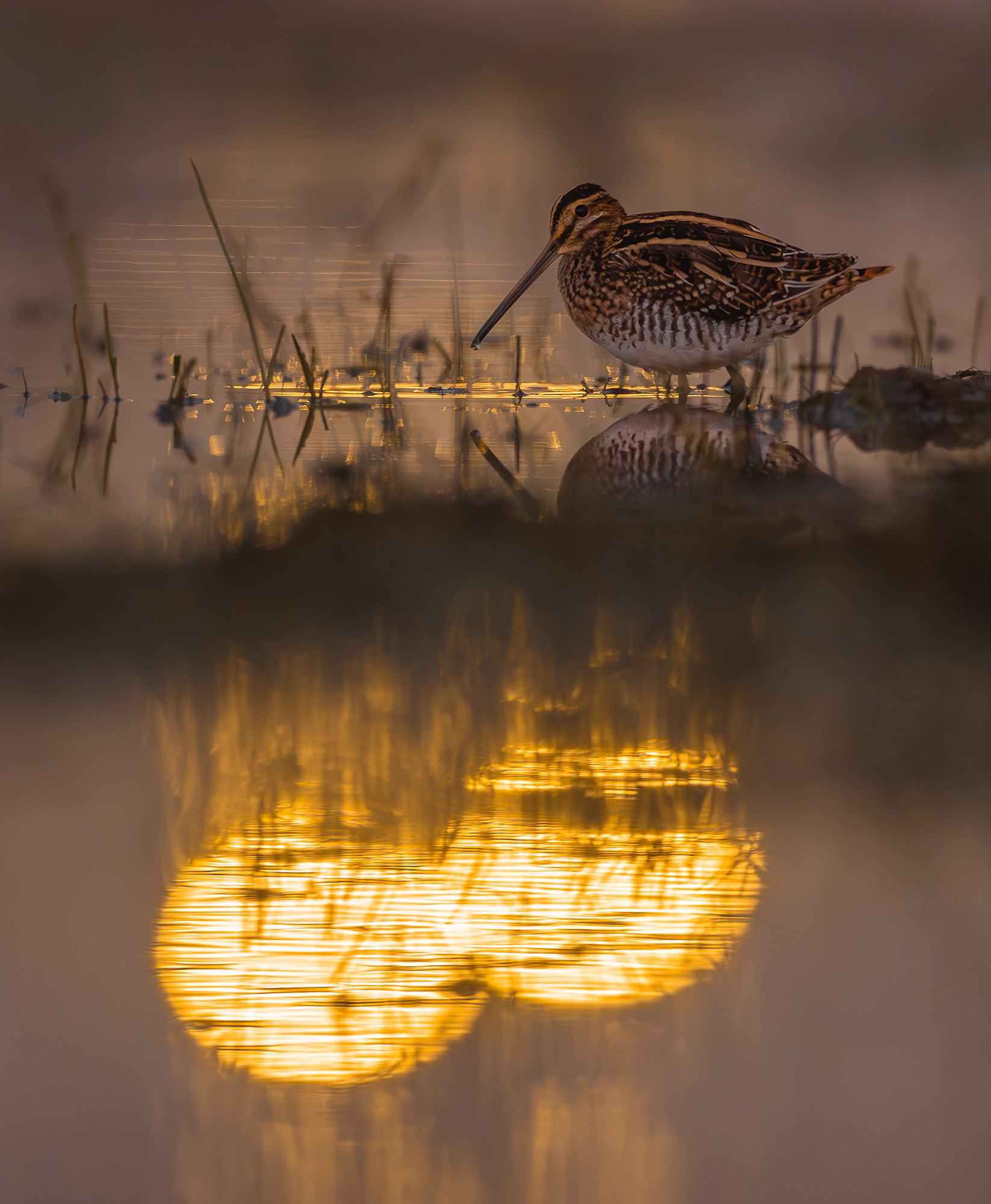 Almost nocturnal snipe