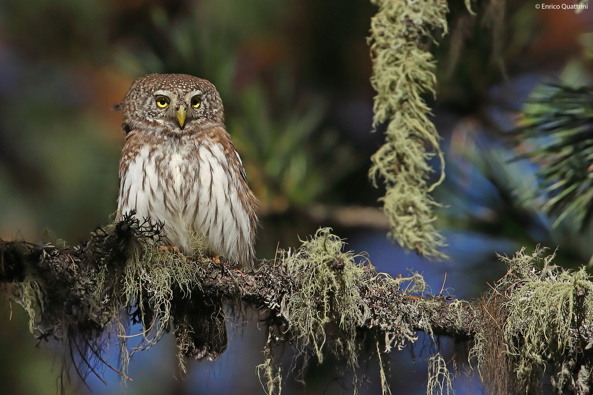 Dwarf Owl