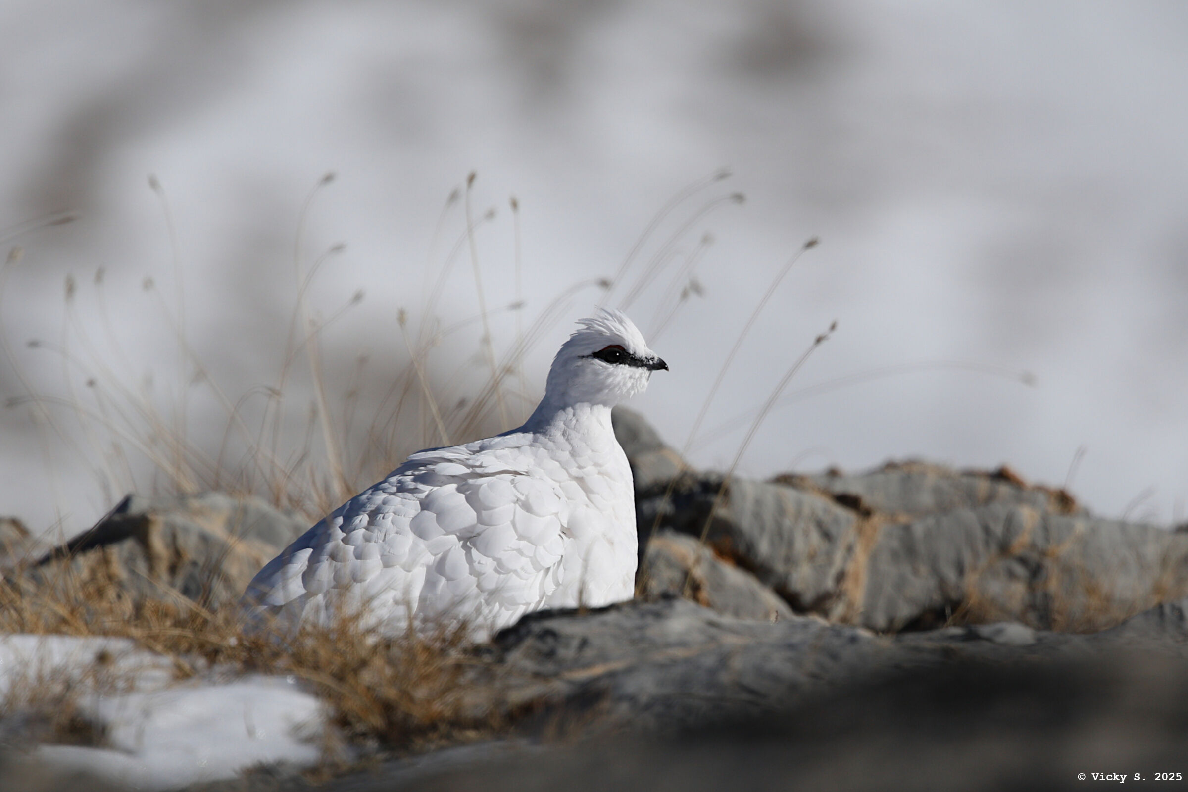 Pernice bianca alpina