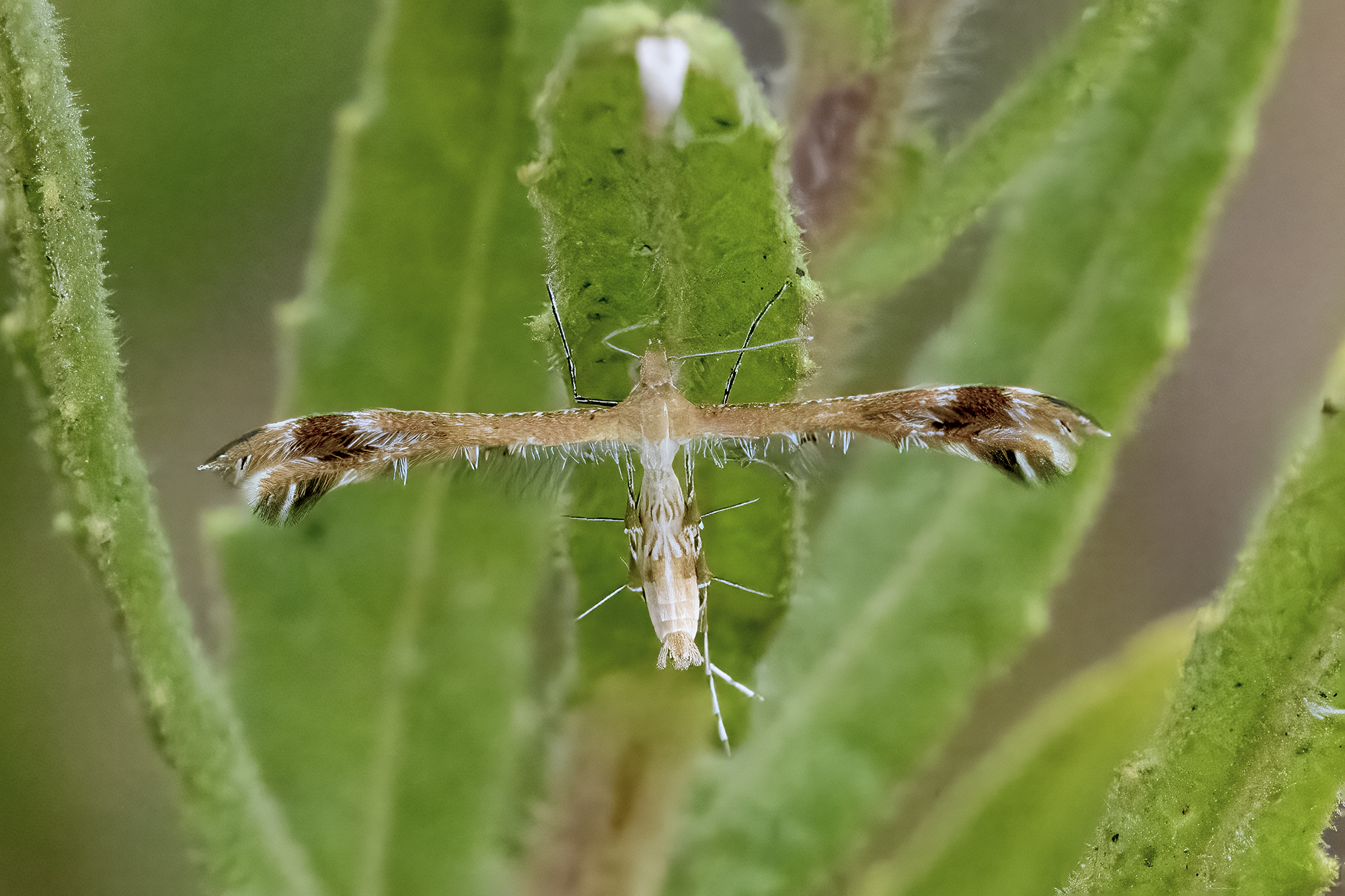 Megalorhipida leucoda