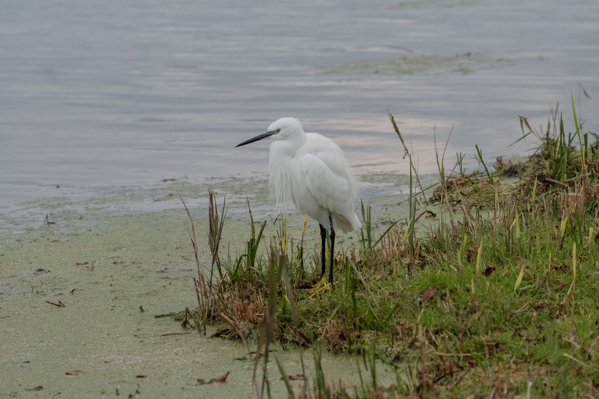 Egret on the hunt