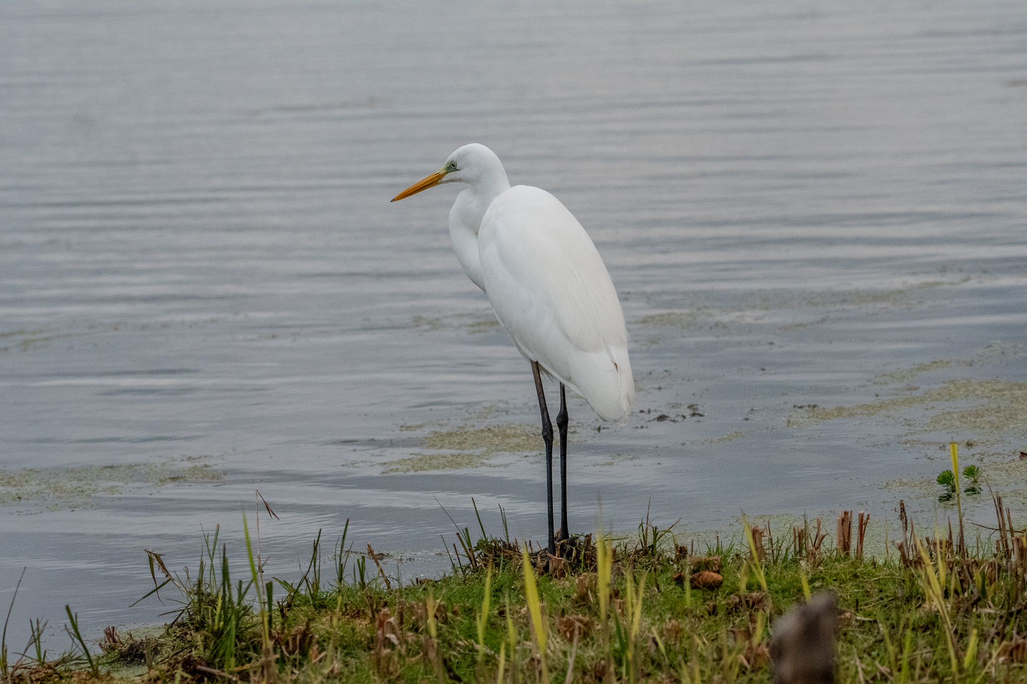 Great Egret in search of food