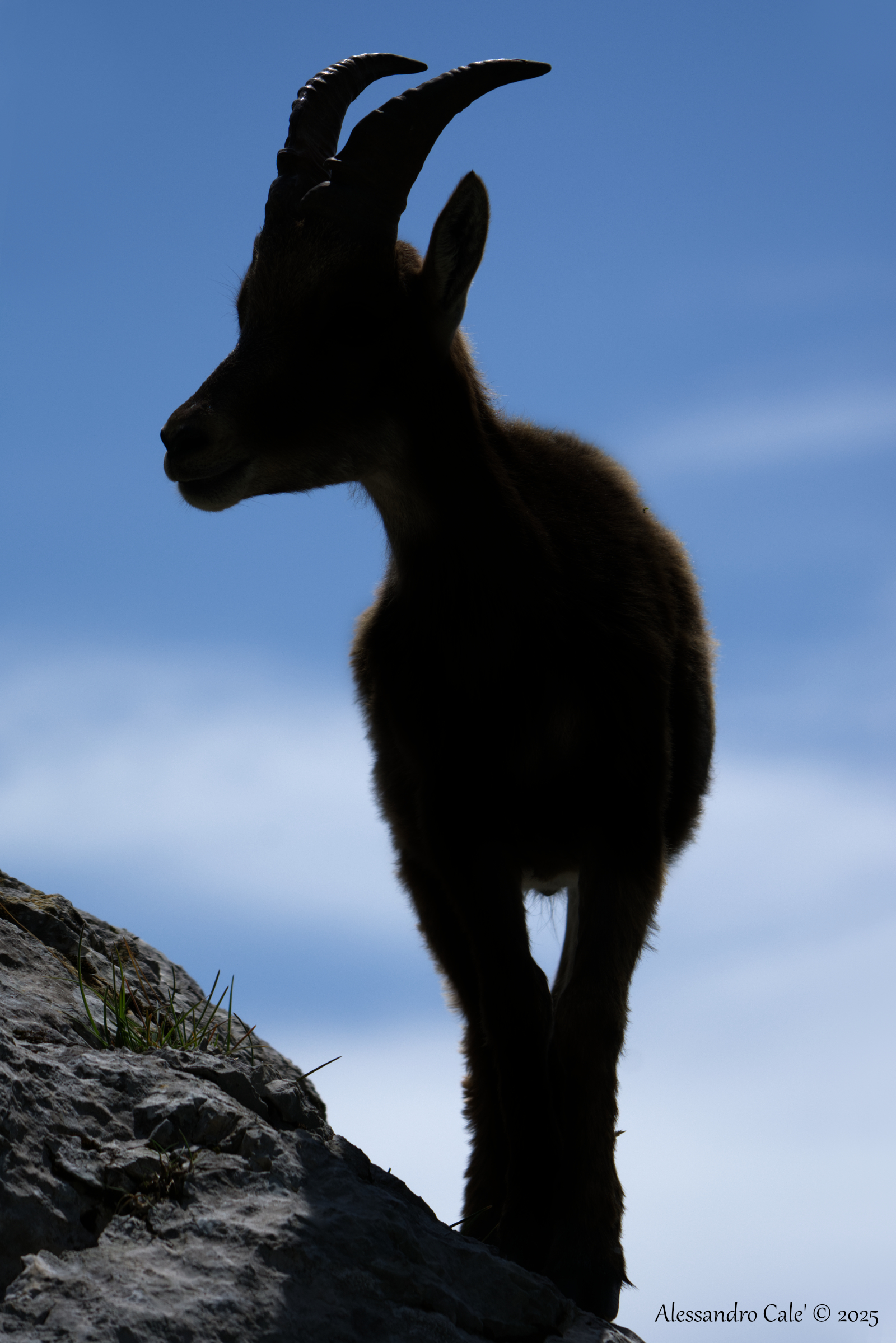 Ibex Goat (Ibex) 7205