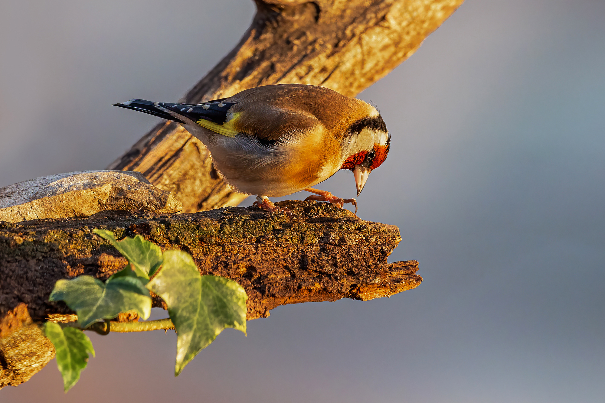 Goldfinch
