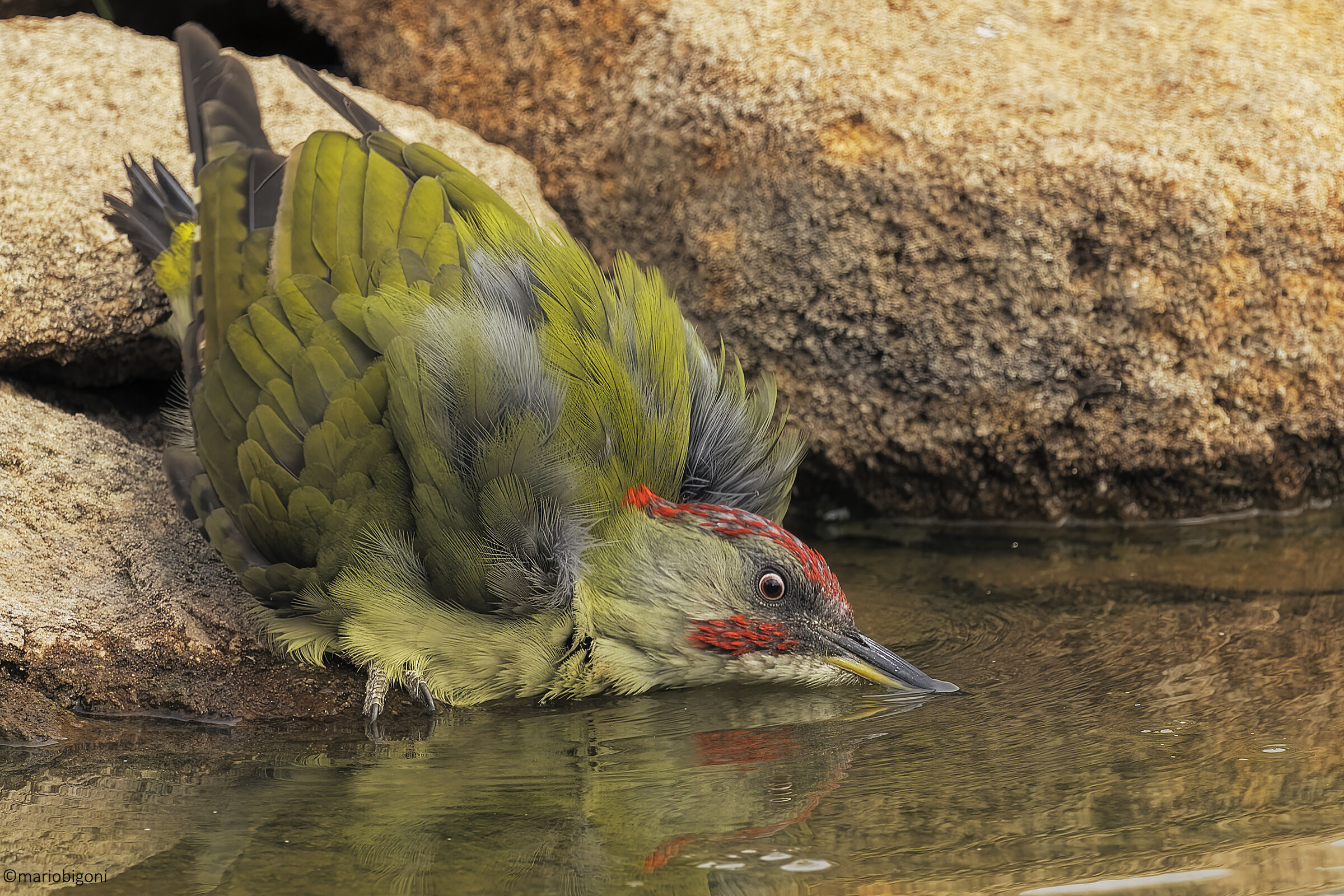 Iberian Green Woodpecker