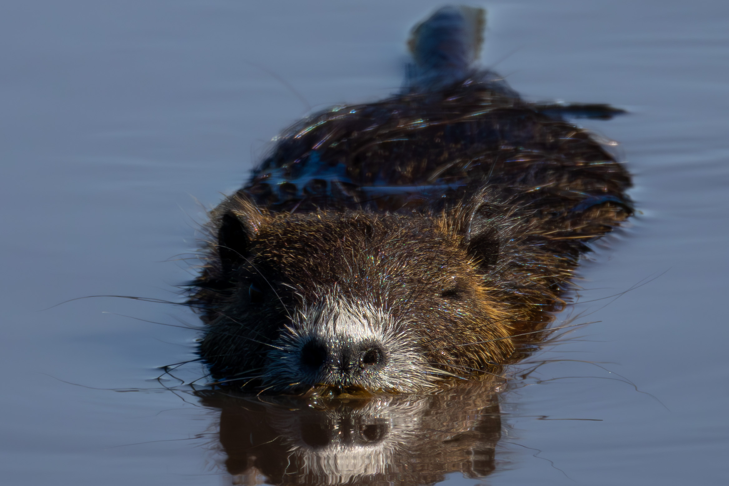 Nutria