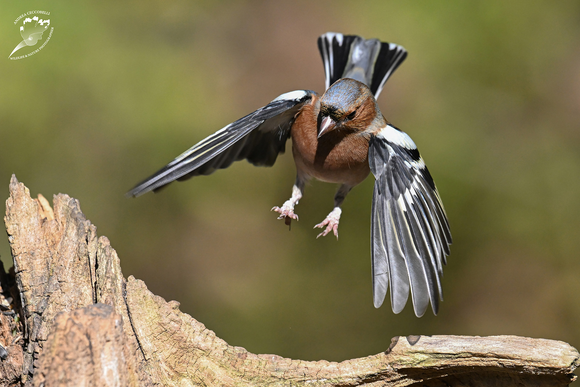 Chaffinch (m)