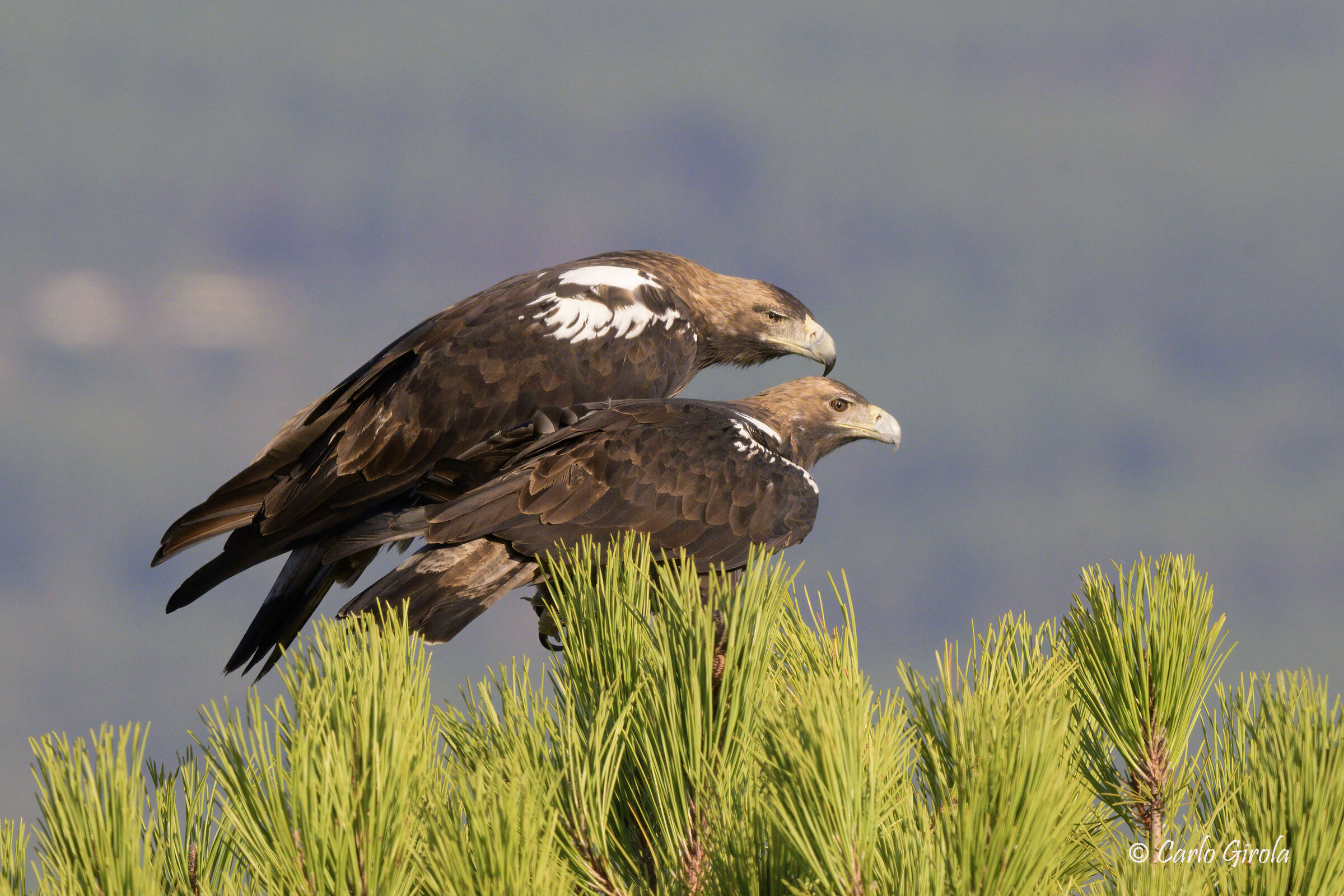 Imperial eagle (Aquila adalberti)