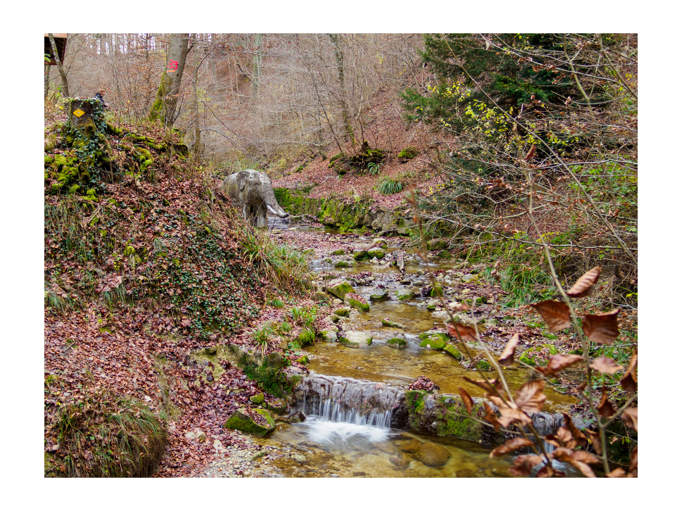 In the woods in autumn