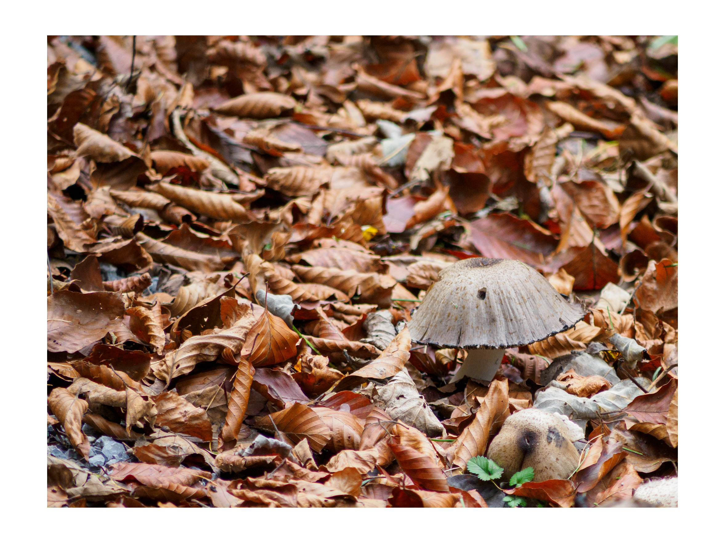 The mushroom