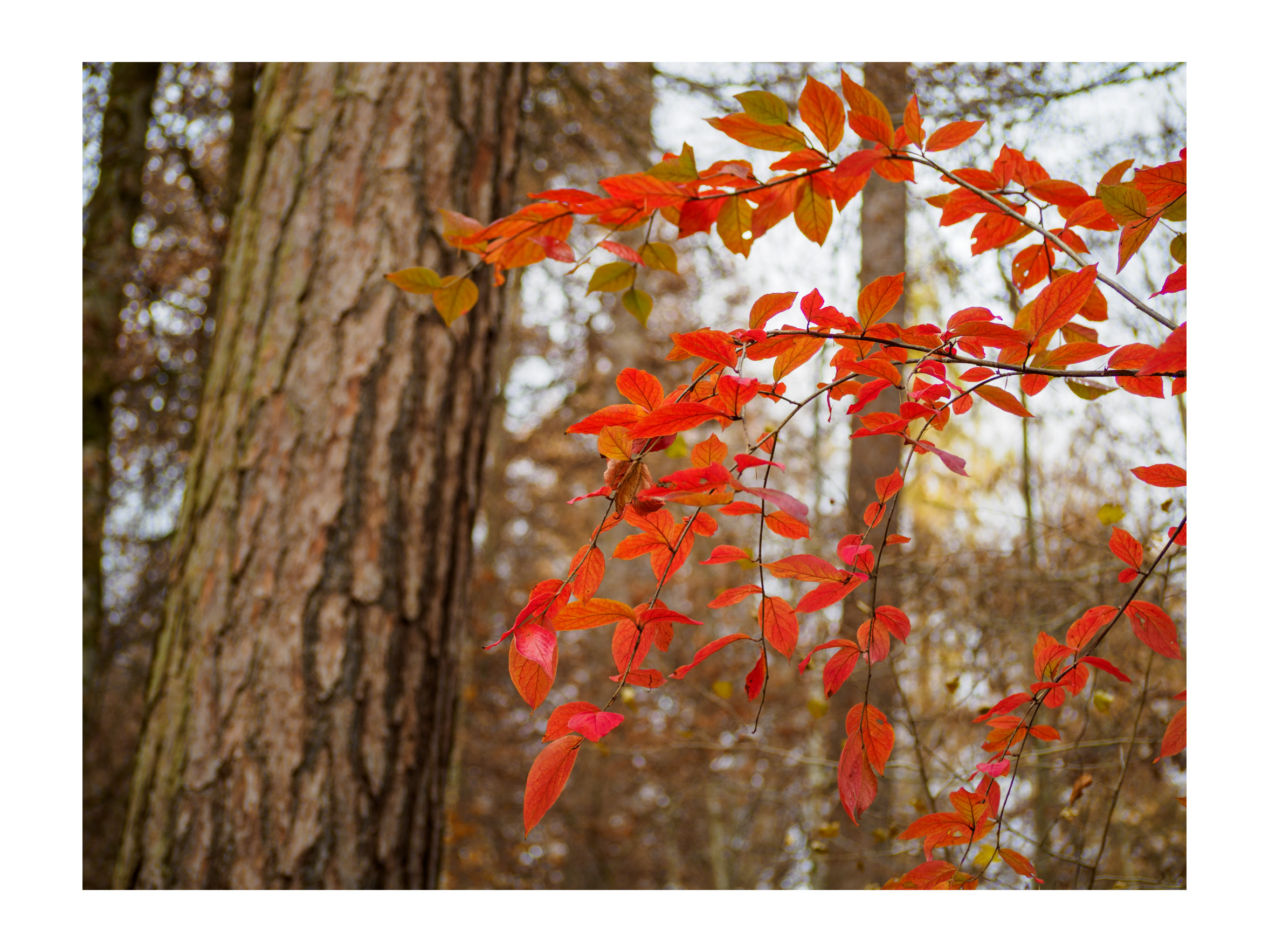 In the autumn forest