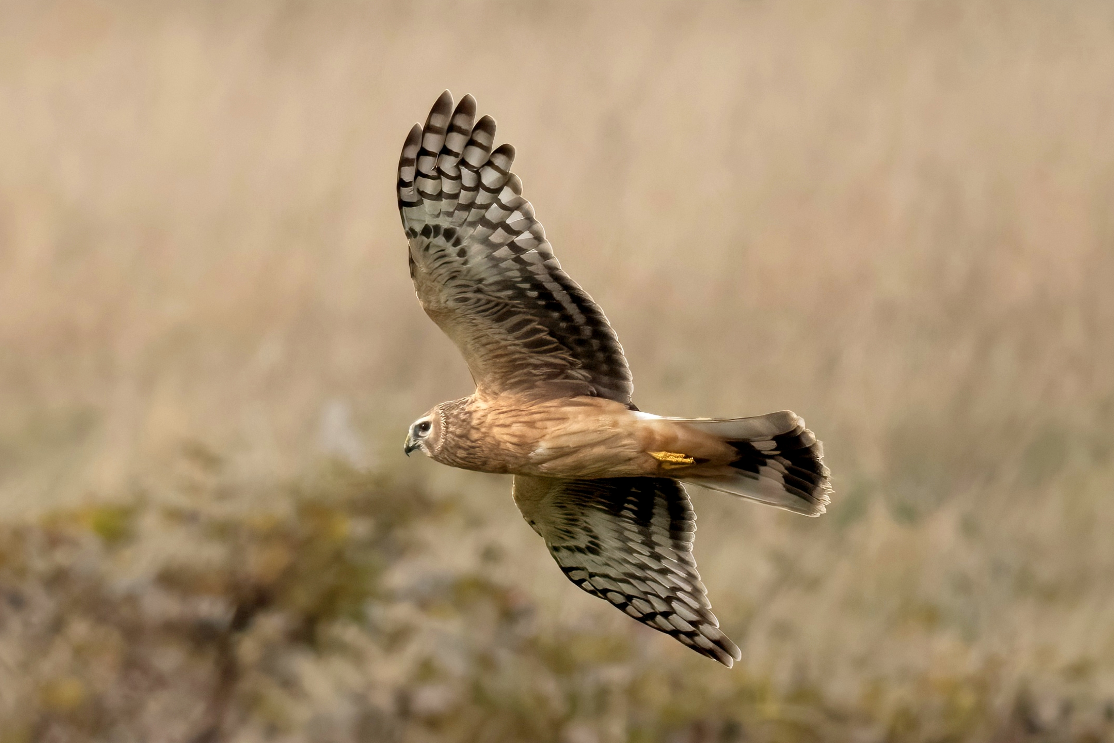 Albanella reale (Circus cyaneus)