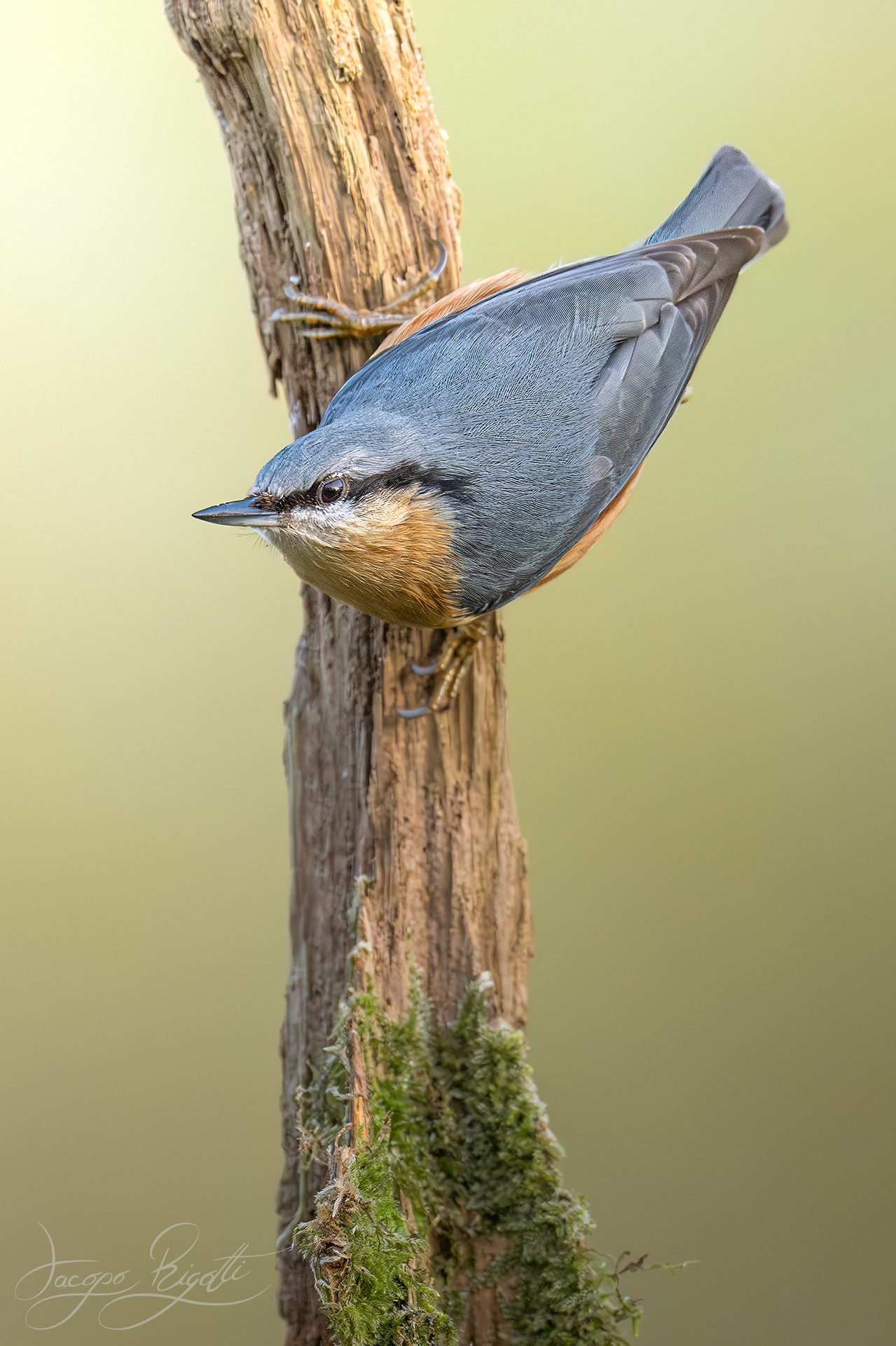 Wood nuthatch