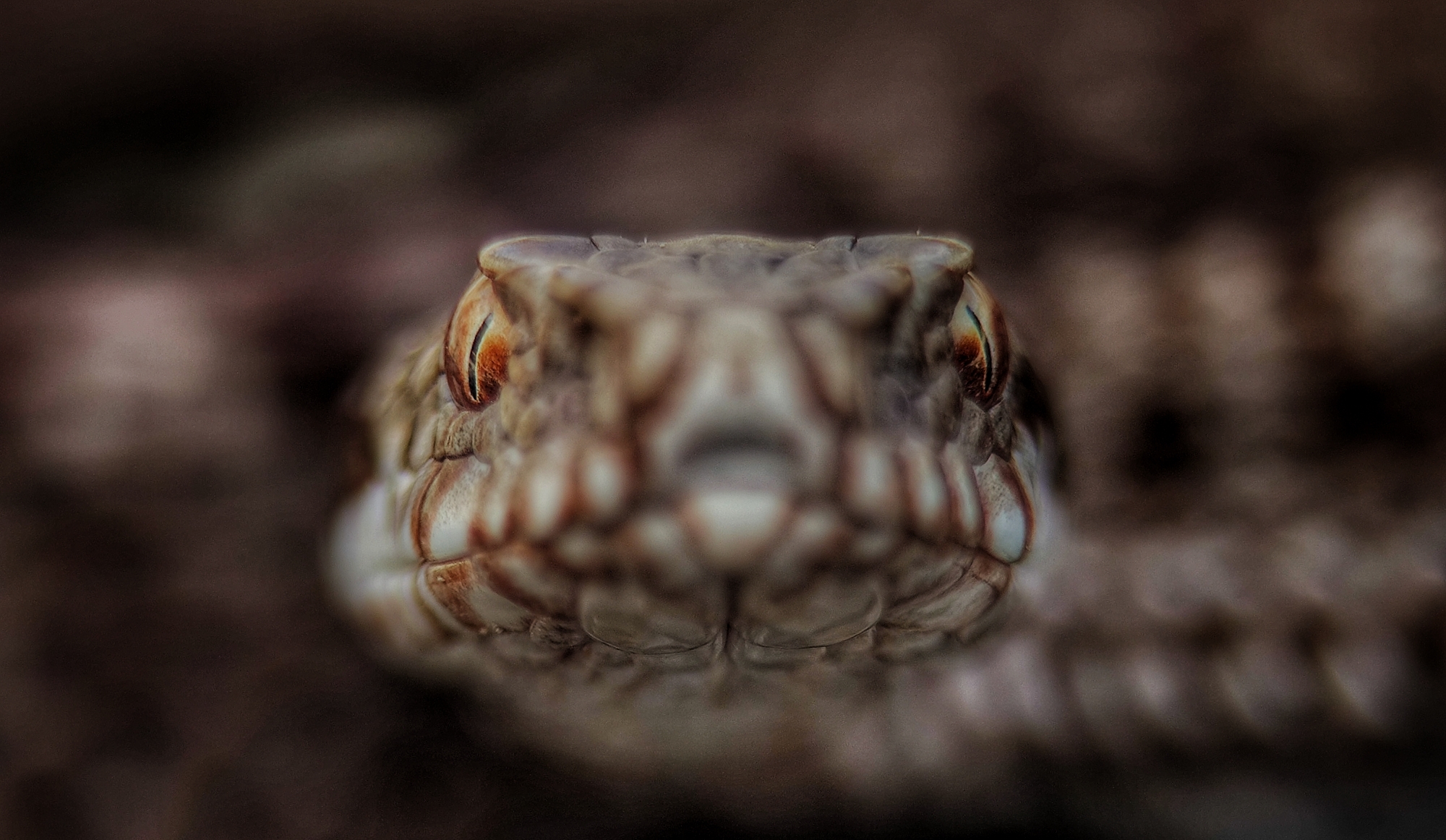 Berus viper in its natural habitat