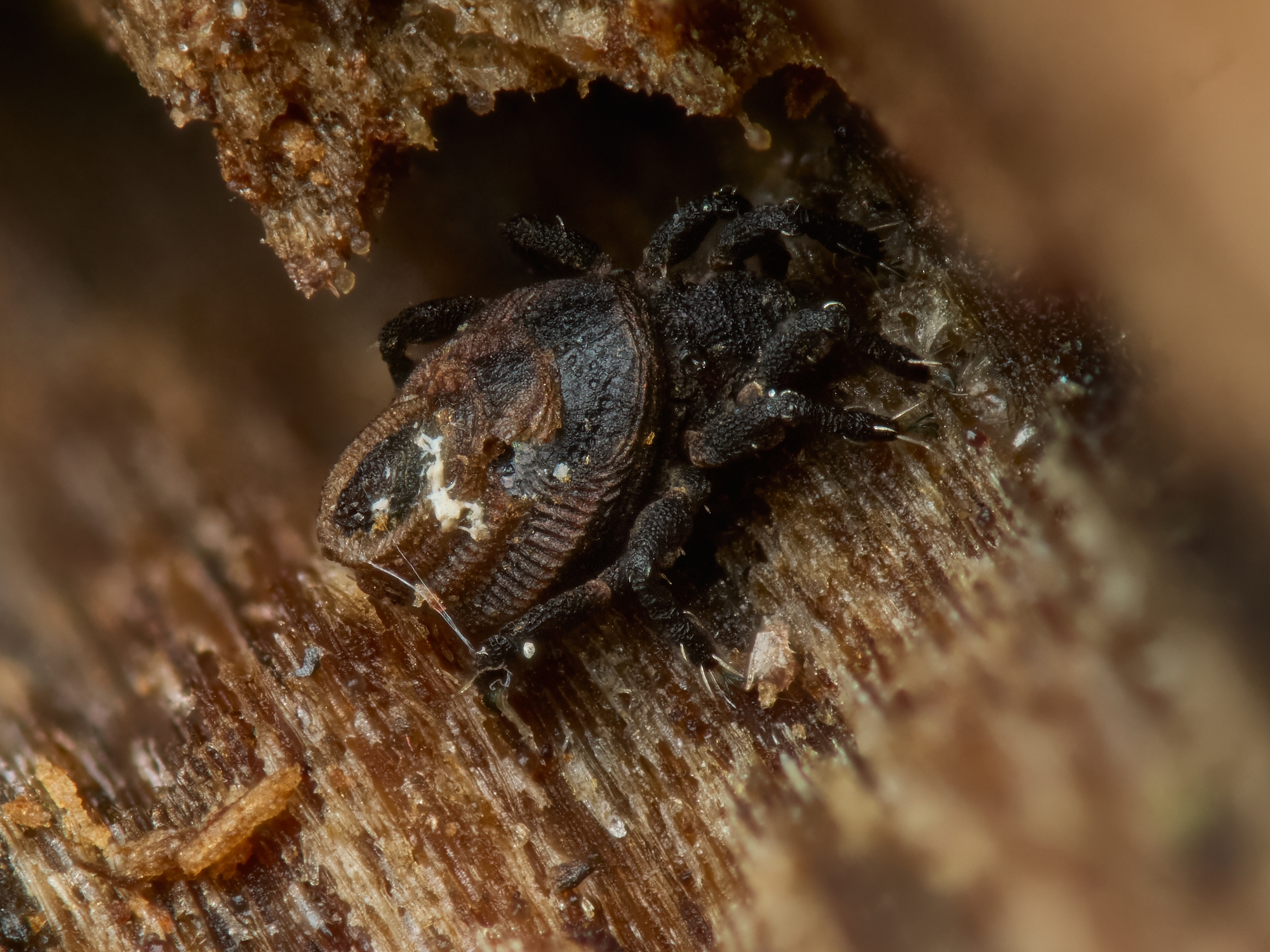 Neoliodidae