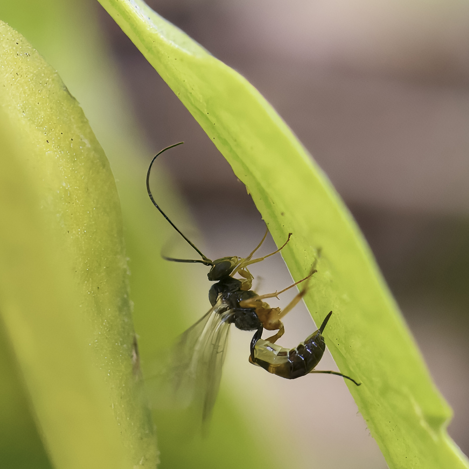 Piccola vespa della famiglia Ichneumonidae